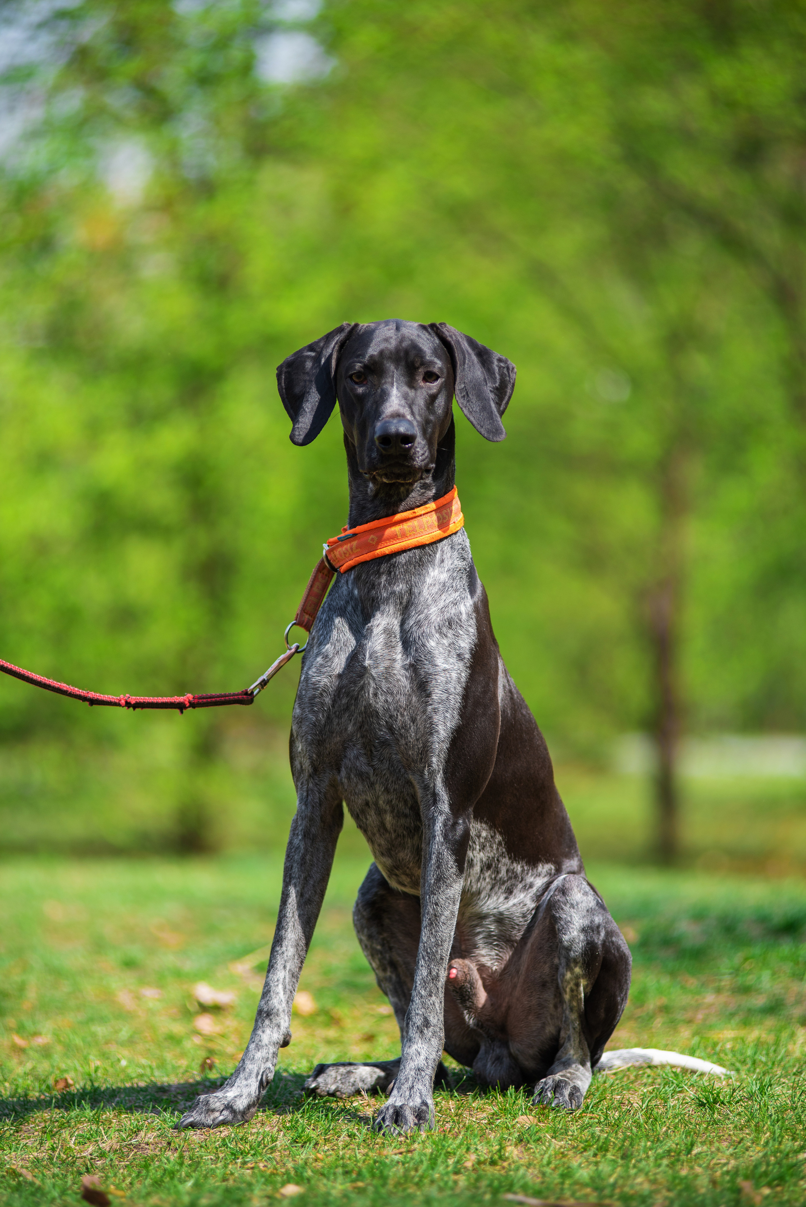 Летние пятнистые весельчаки). Дог-фотограф в Тюмени Александра Королева