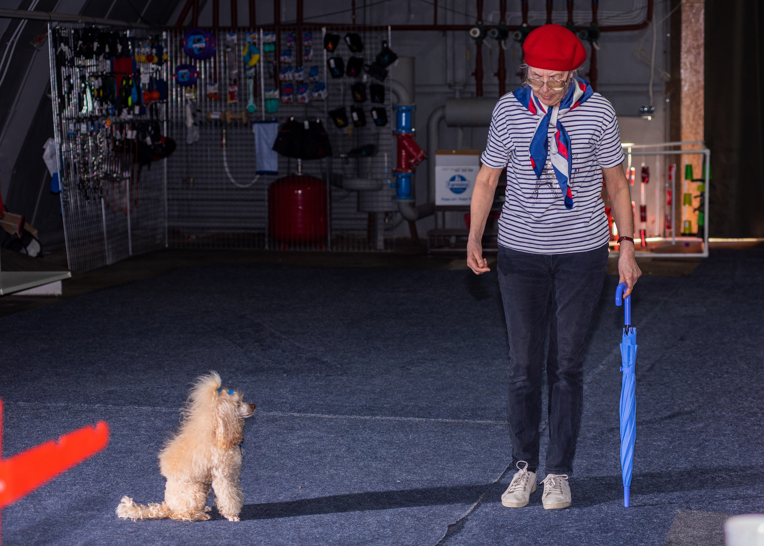 Танцы с собаками!. Дог-фотограф в Тюмени Александра Королева