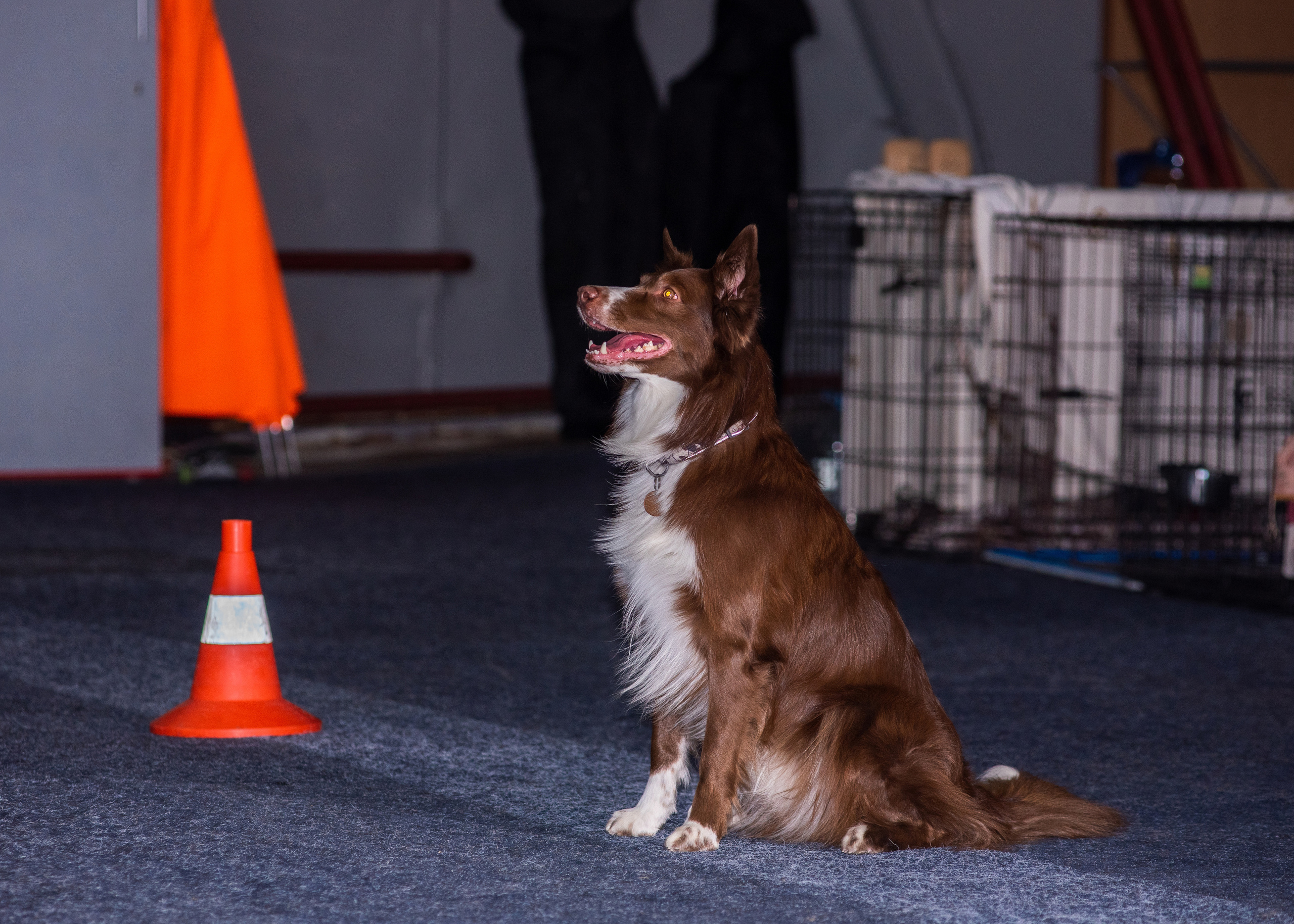 Танцы с собаками!. Дог-фотограф в Тюмени Александра Королева