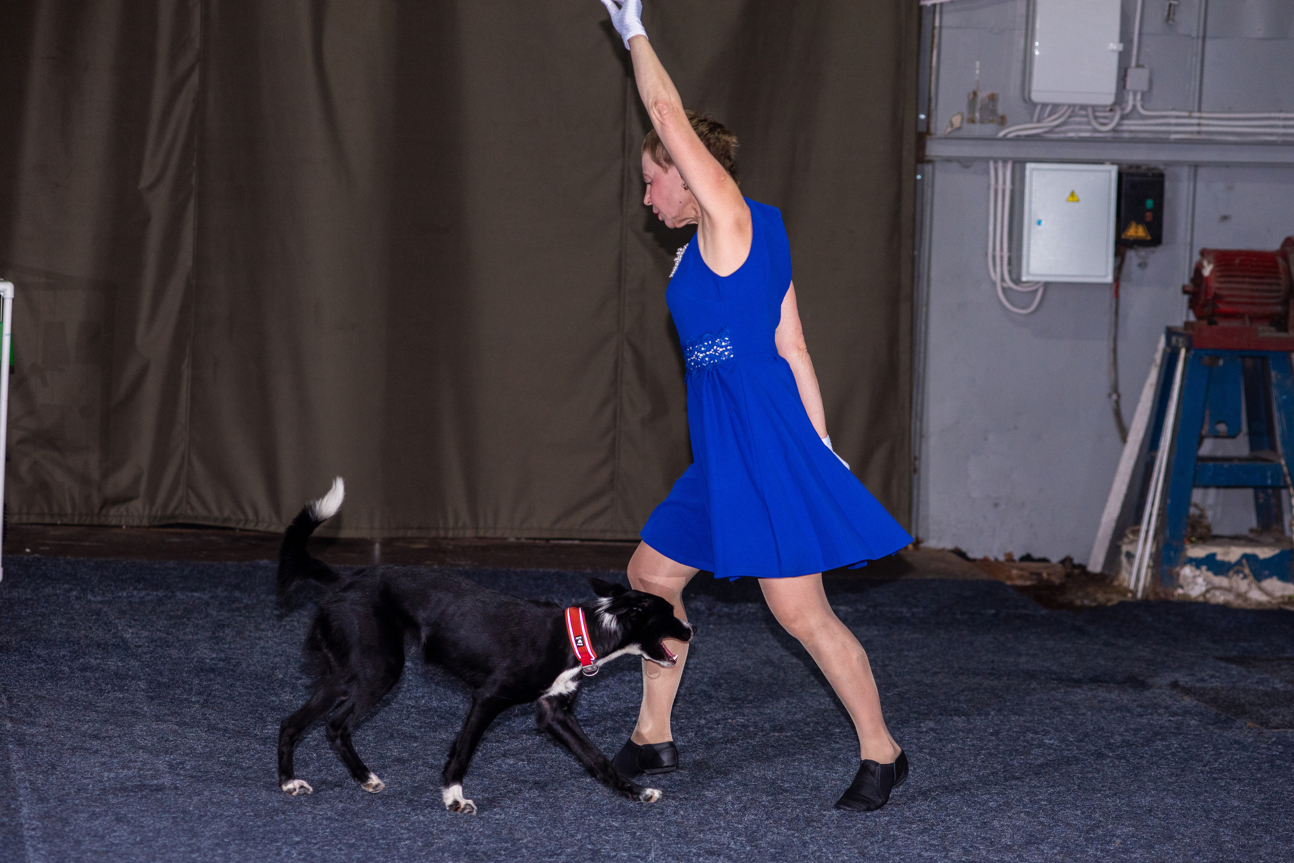 Танцы с собаками!. Дог-фотограф в Тюмени Александра Королева