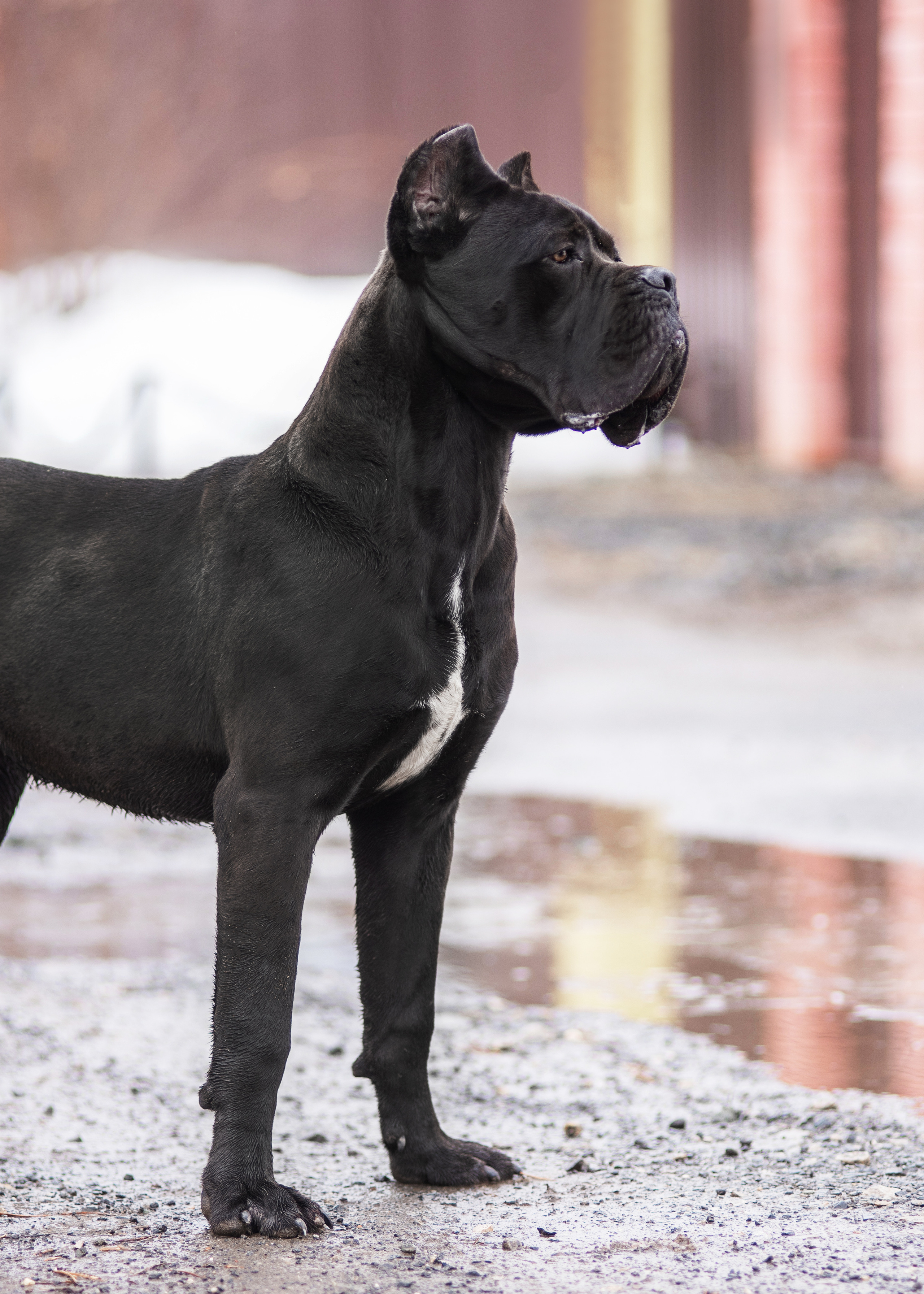 Кане корсо. Дог-фотограф в Тюмени Александра Королева