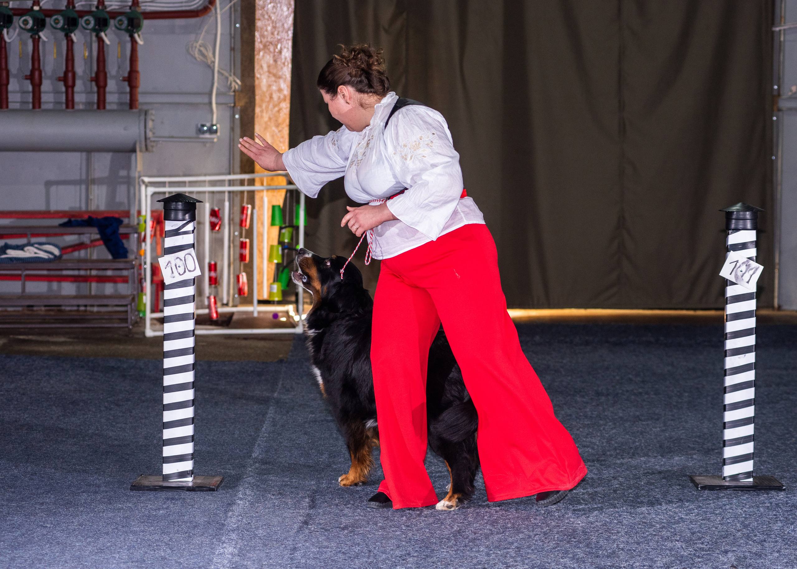 Танцы с собаками!. Дог-фотограф в Тюмени Александра Королева