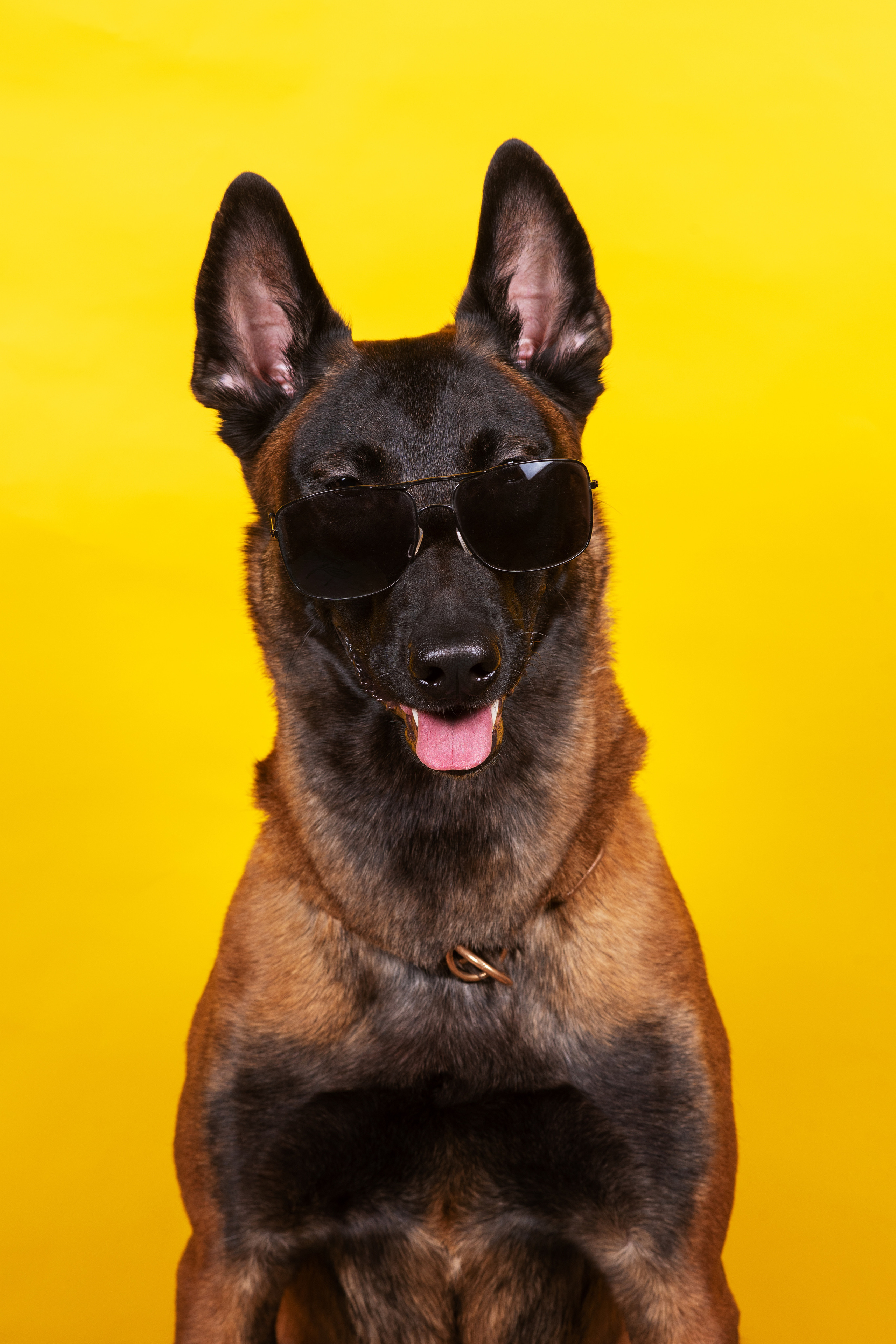 Модная малинуа. Дог-фотограф в Тюмени Александра Королева