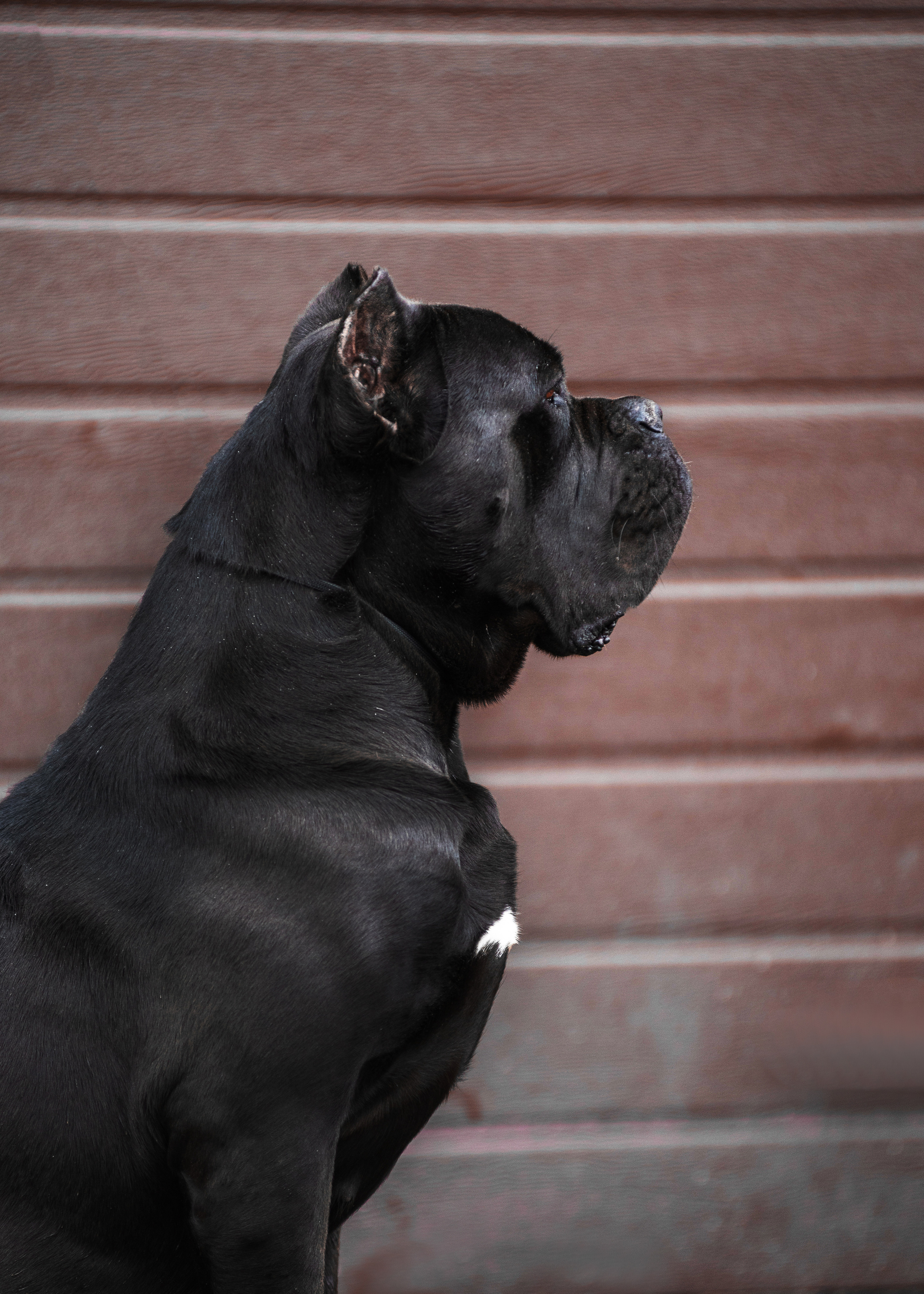 Кане корсо. Дог-фотограф в Тюмени Александра Королева