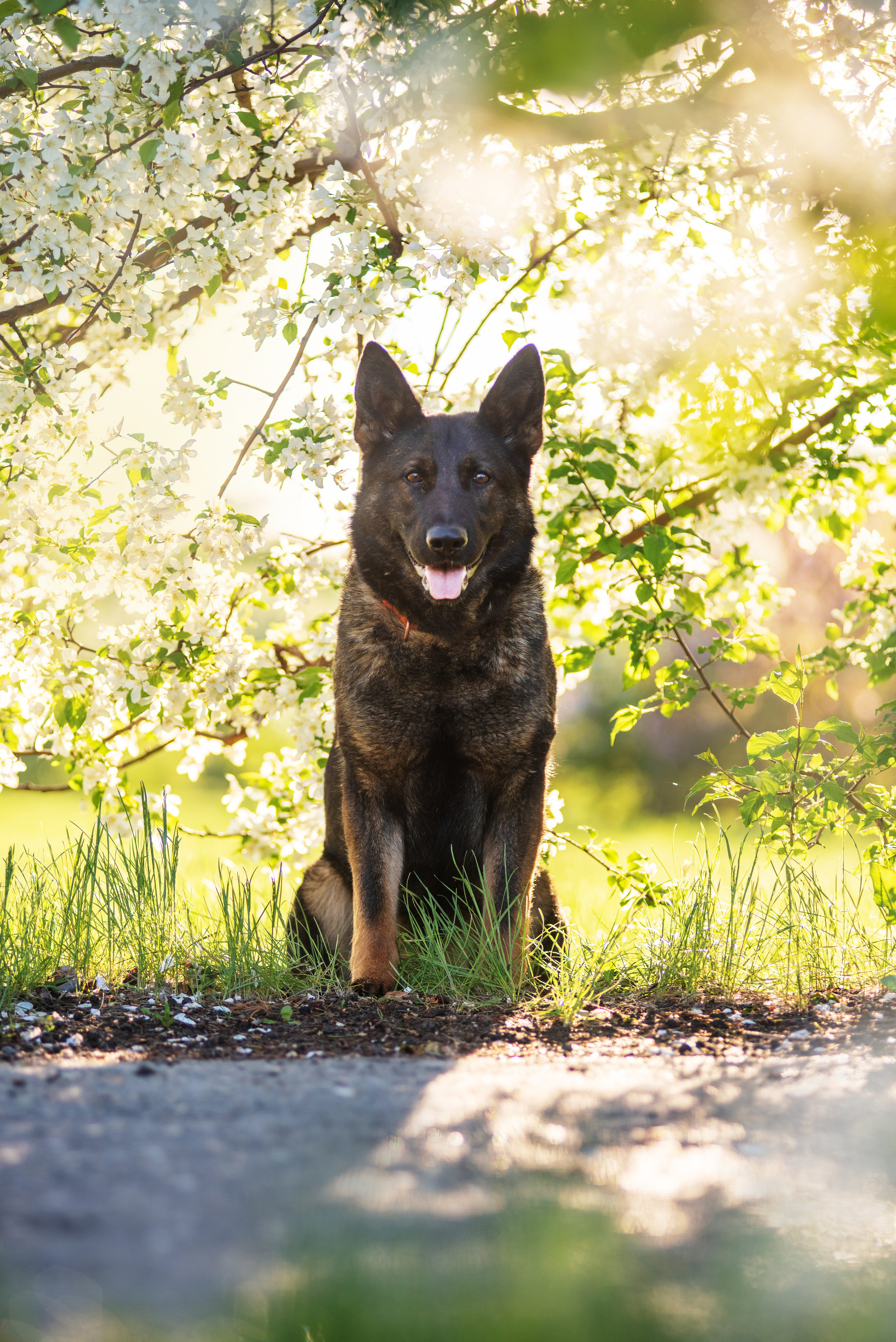 Весенняя овчарка. Дог-фотограф в Тюмени Александра Королева