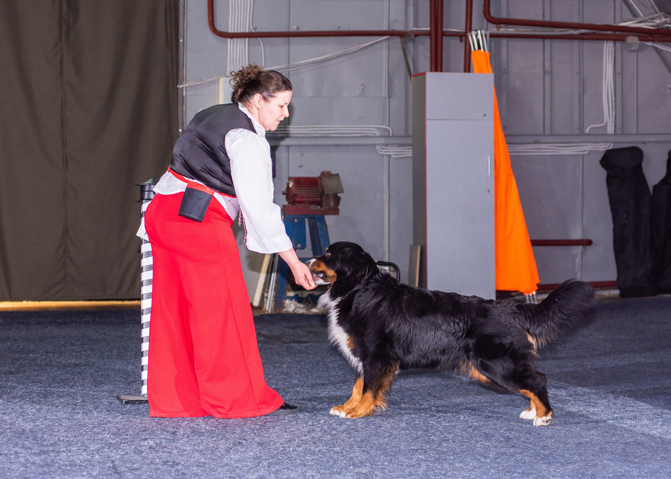 Танцы с собаками!. Дог-фотограф в Тюмени Александра Королева