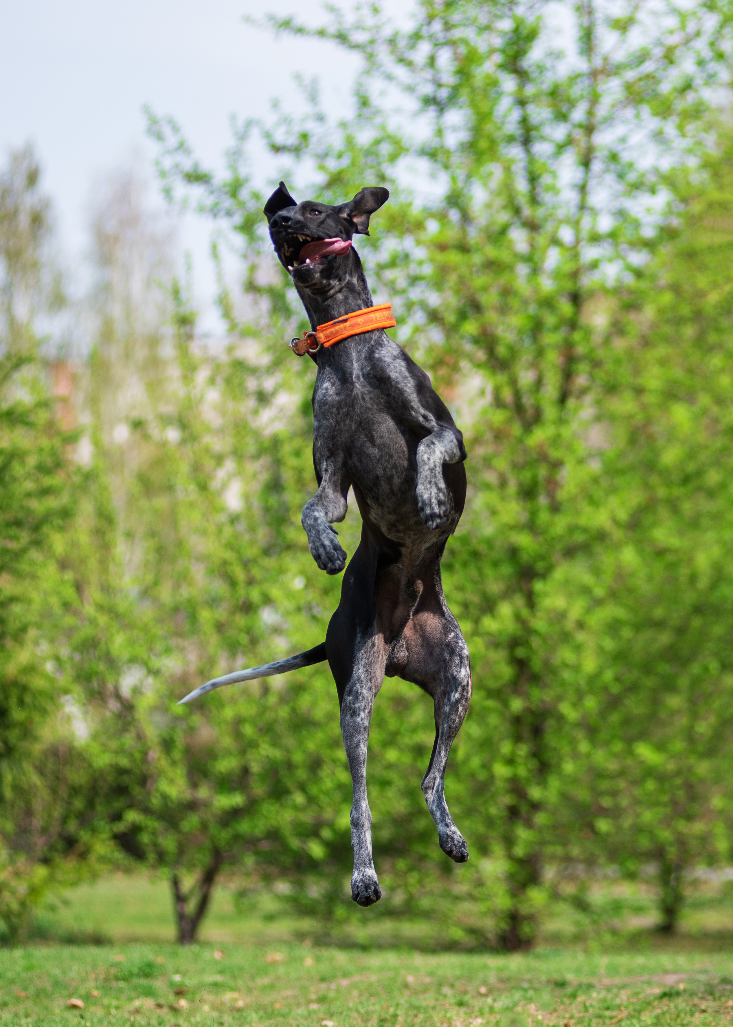 Летние пятнистые весельчаки). Дог-фотограф в Тюмени Александра Королева