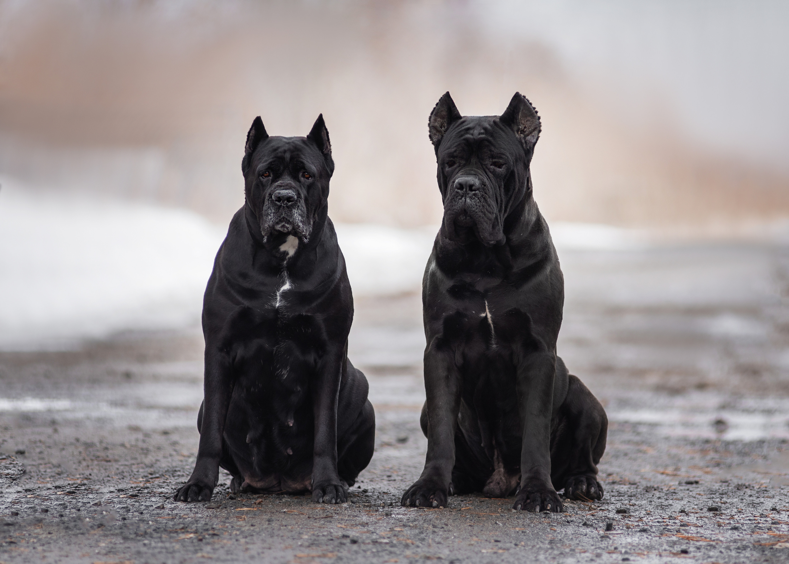 Кане корсо. Дог-фотограф в Тюмени Александра Королева
