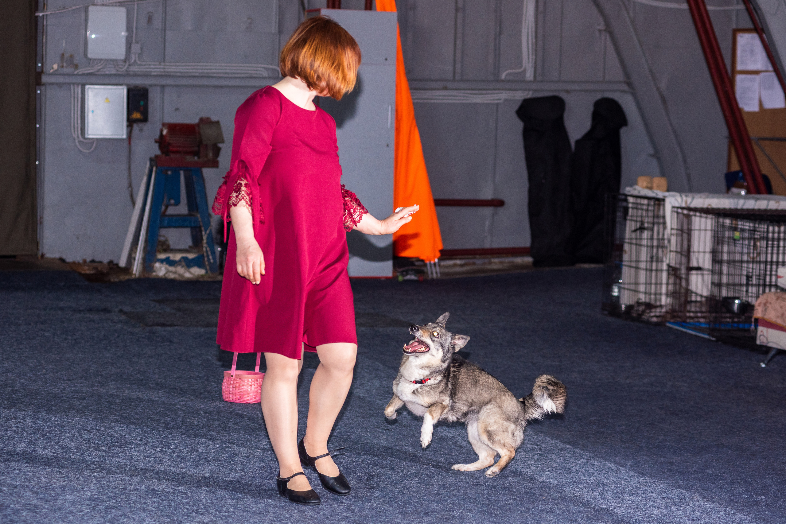 Танцы с собаками!. Дог-фотограф в Тюмени Александра Королева