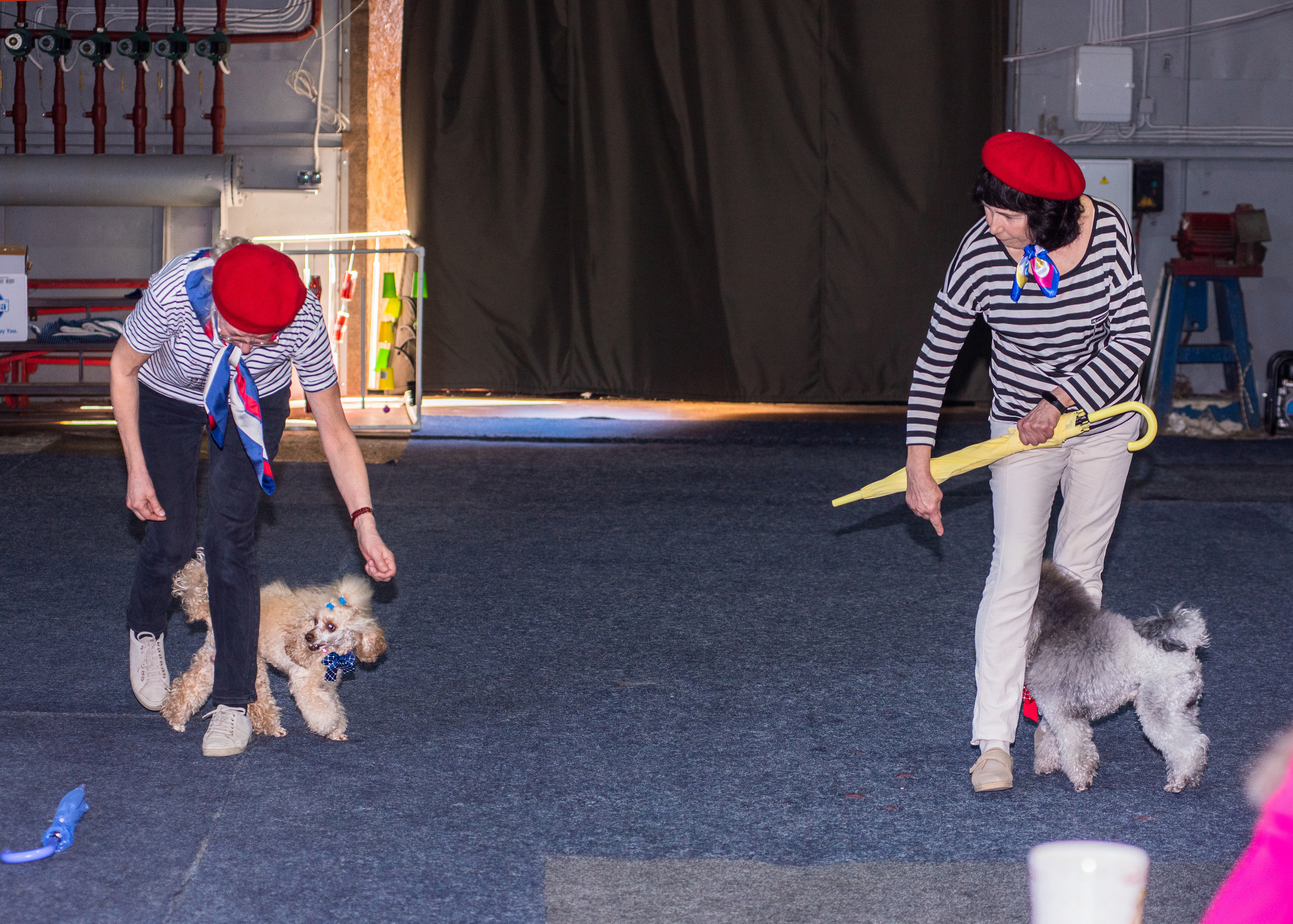 Танцы с собаками!. Дог-фотограф в Тюмени Александра Королева