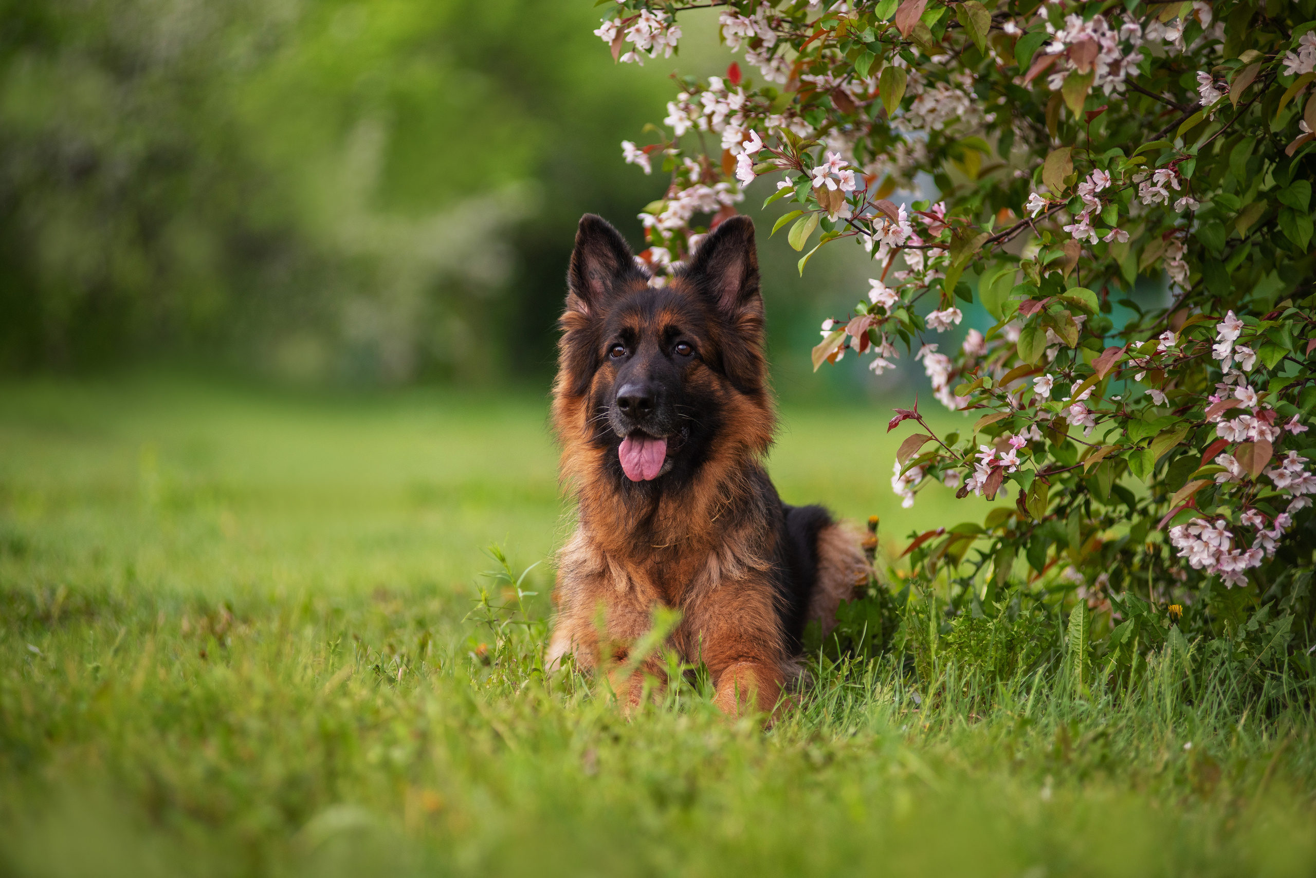 Овчарка в яблонях. Дог-фотограф в Тюмени Александра Королева