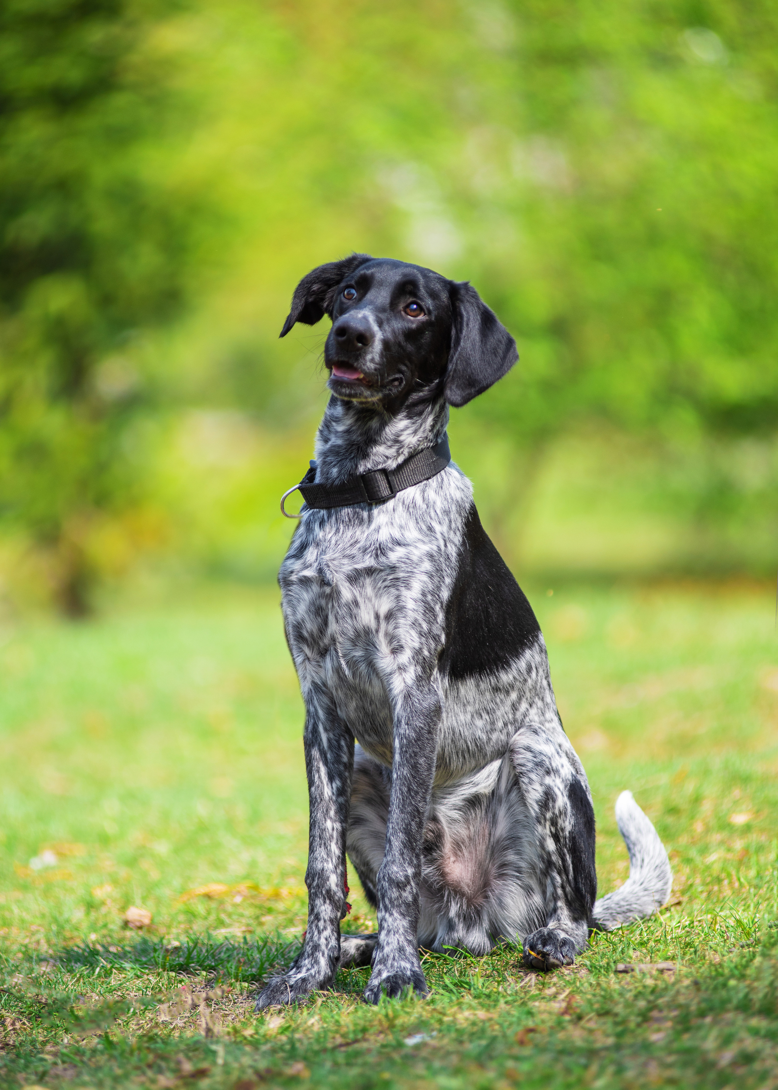 Летние пятнистые весельчаки). Дог-фотограф в Тюмени Александра Королева
