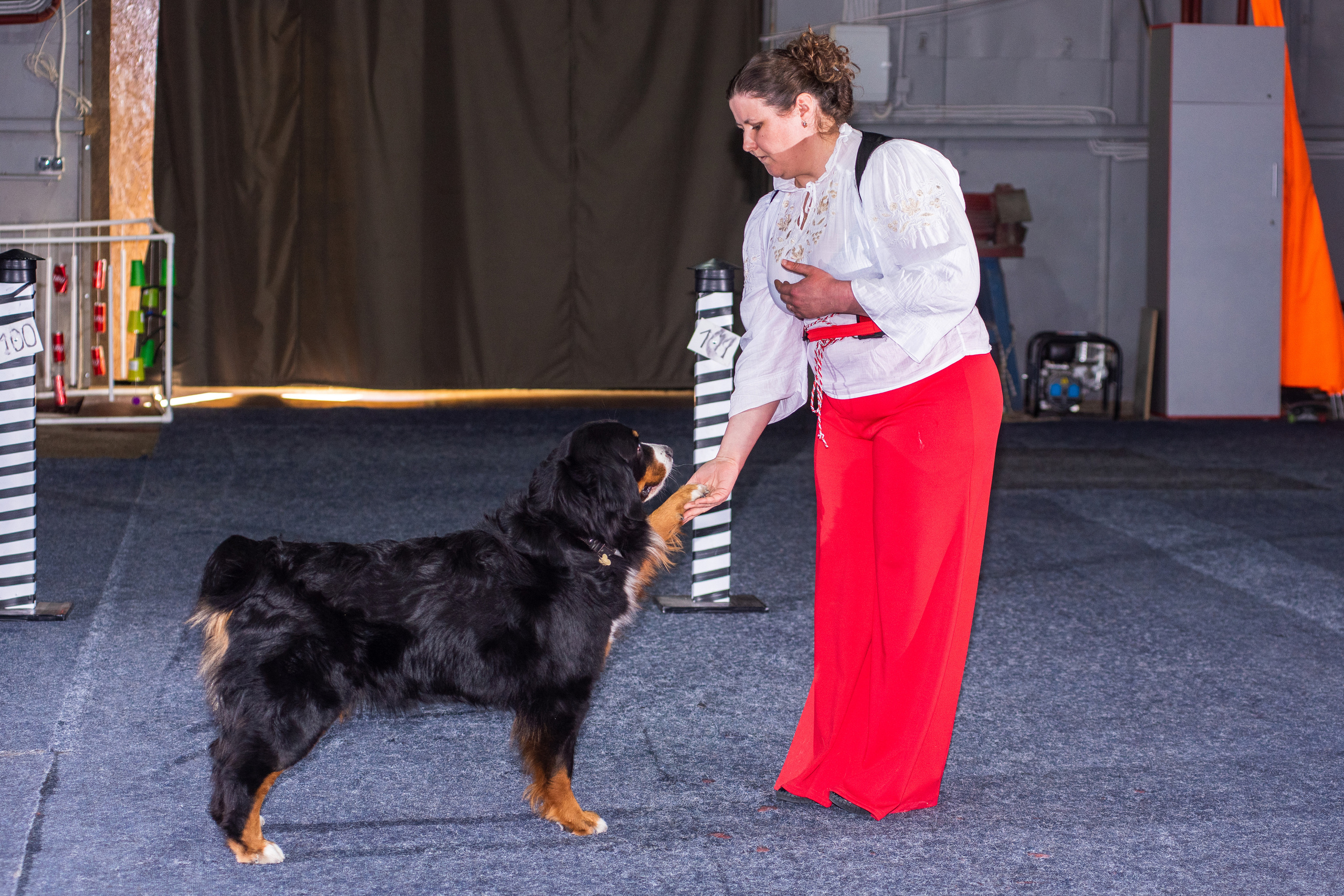 Танцы с собаками!. Дог-фотограф в Тюмени Александра Королева