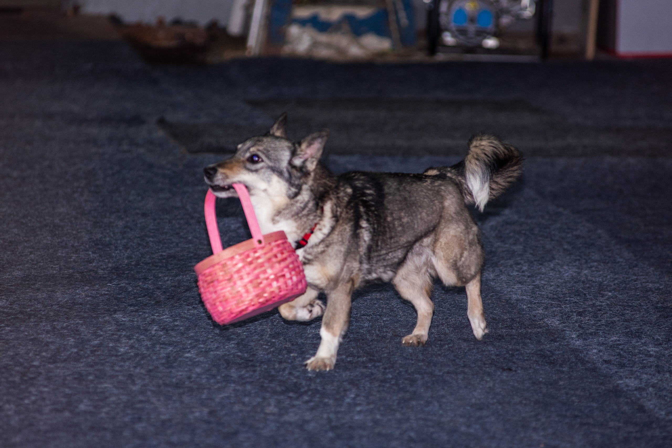 Танцы с собаками!. Дог-фотограф в Тюмени Александра Королева