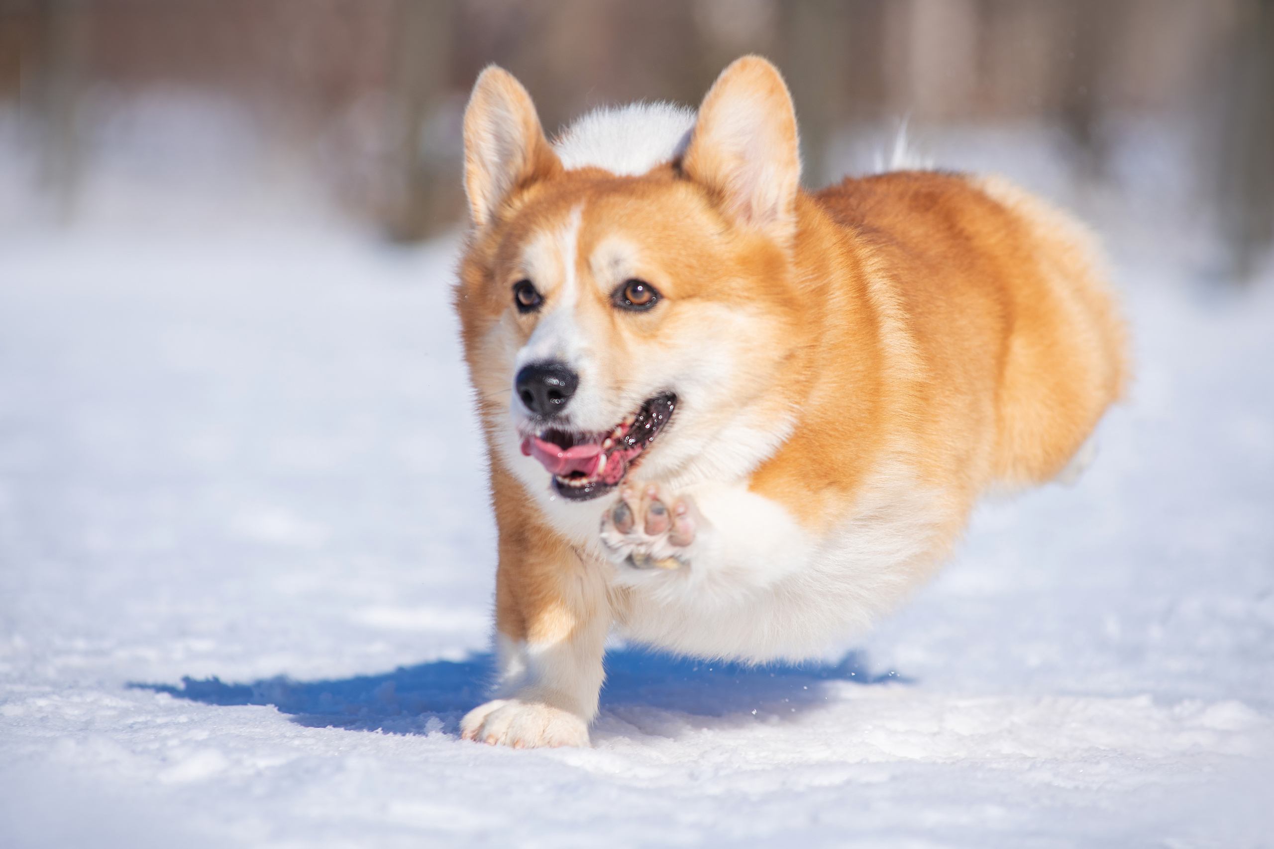 Коржик. Дог-фотограф в Тюмени Александра Королева