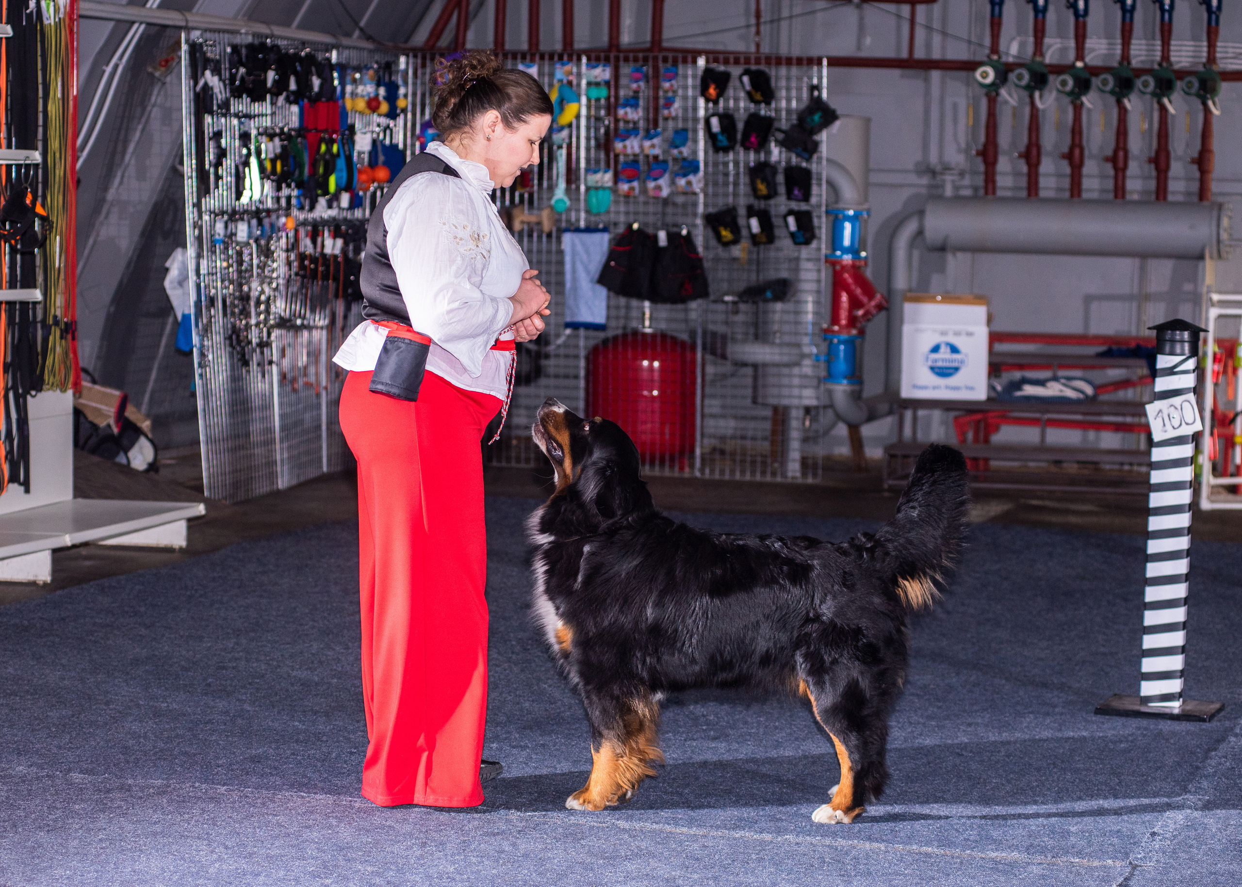 Танцы с собаками!. Дог-фотограф в Тюмени Александра Королева