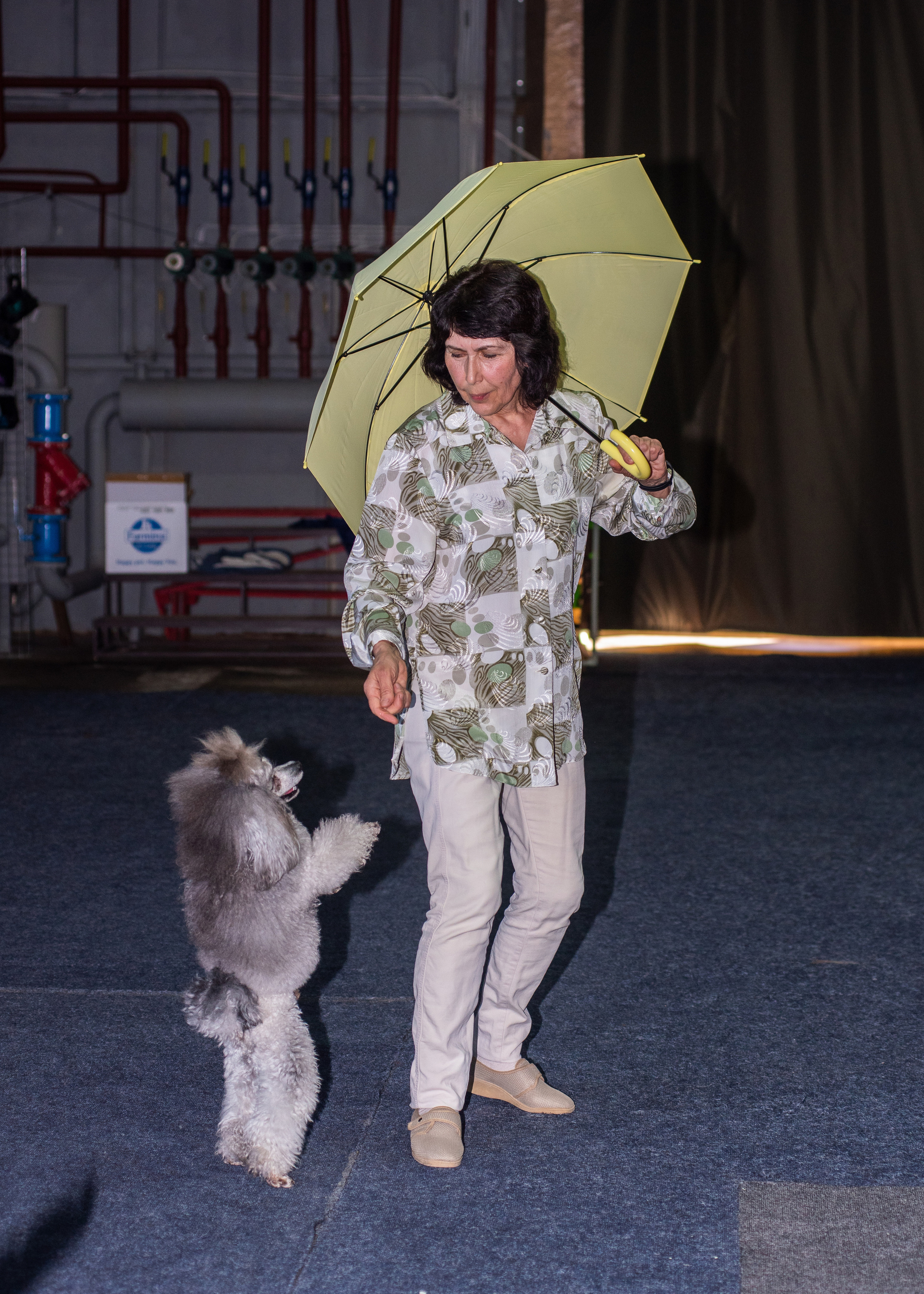 Танцы с собаками!. Дог-фотограф в Тюмени Александра Королева