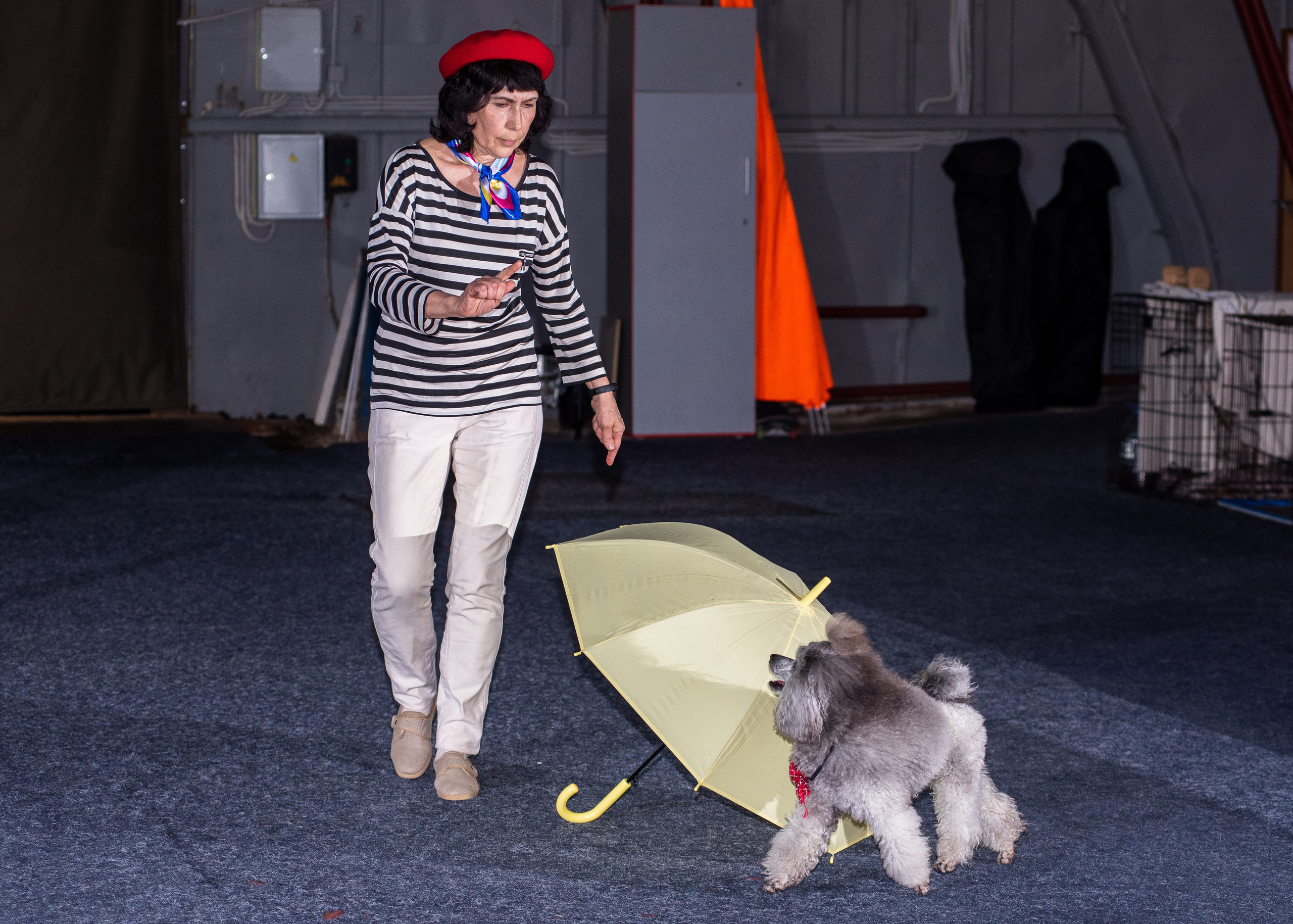 Танцы с собаками!. Дог-фотограф в Тюмени Александра Королева