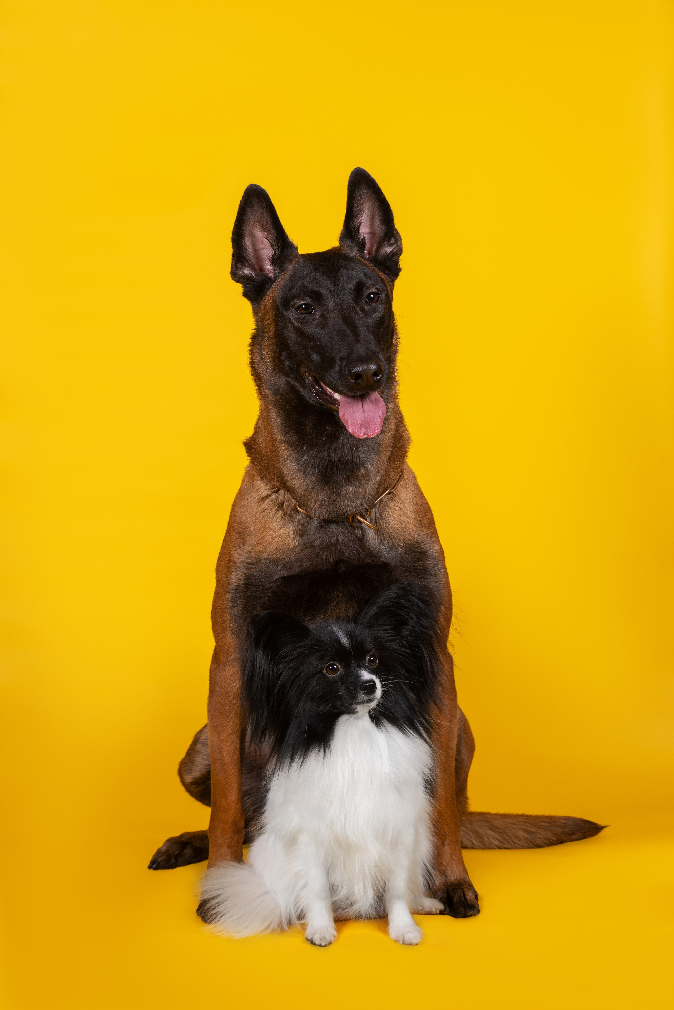 Модная малинуа. Дог-фотограф в Тюмени Александра Королева