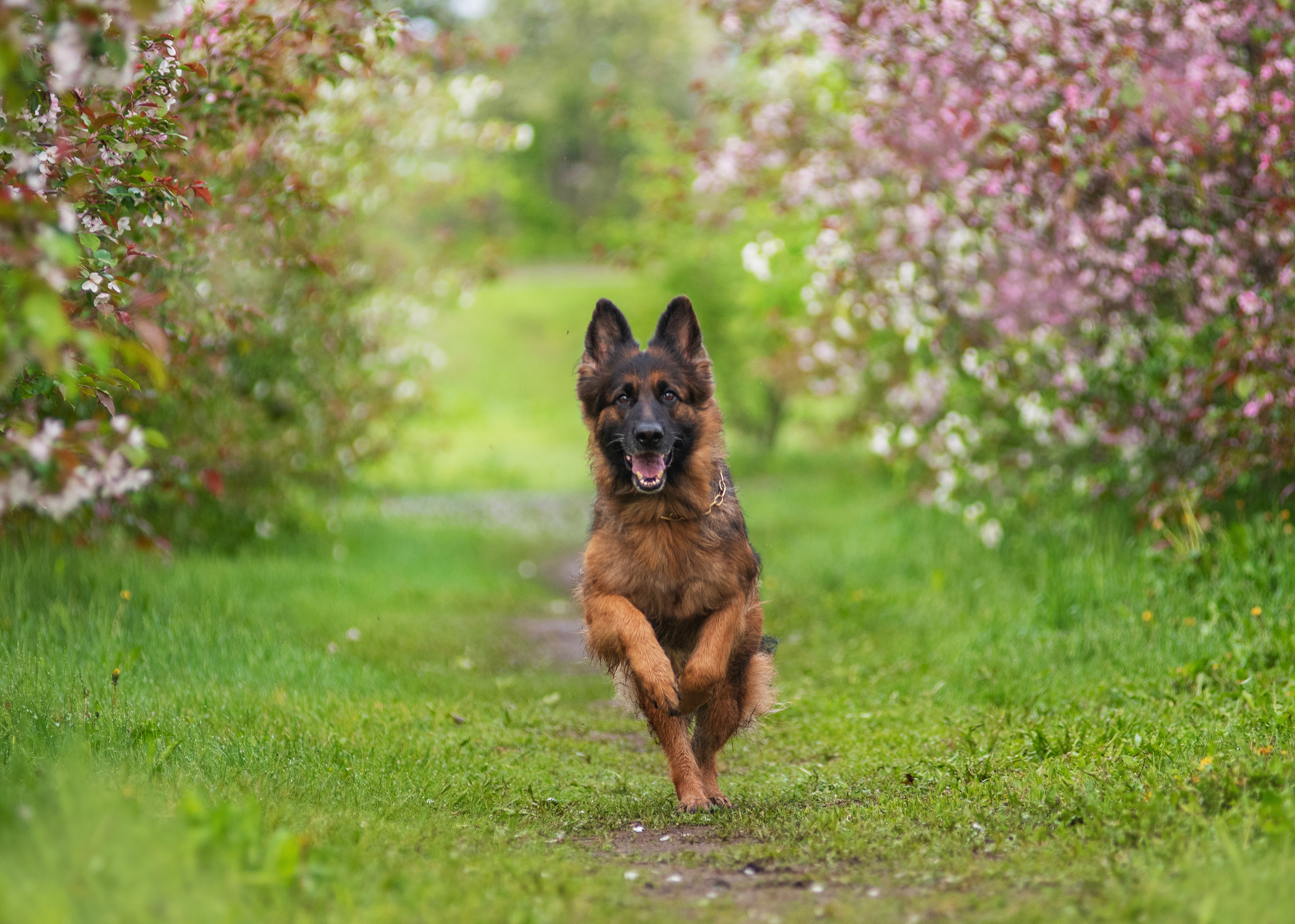 Овчарка в яблонях. Дог-фотограф в Тюмени Александра Королева