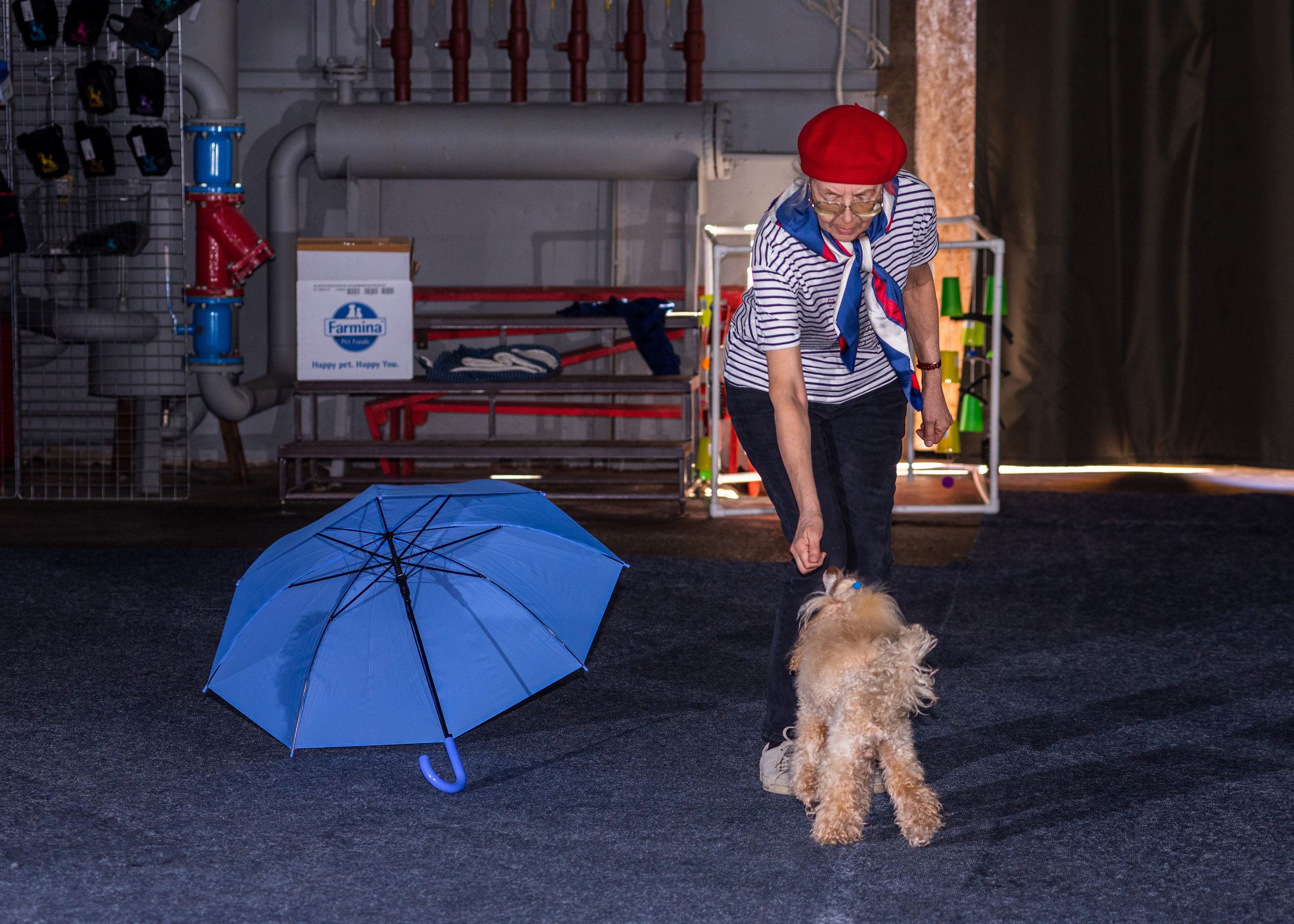 Танцы с собаками!. Дог-фотограф в Тюмени Александра Королева
