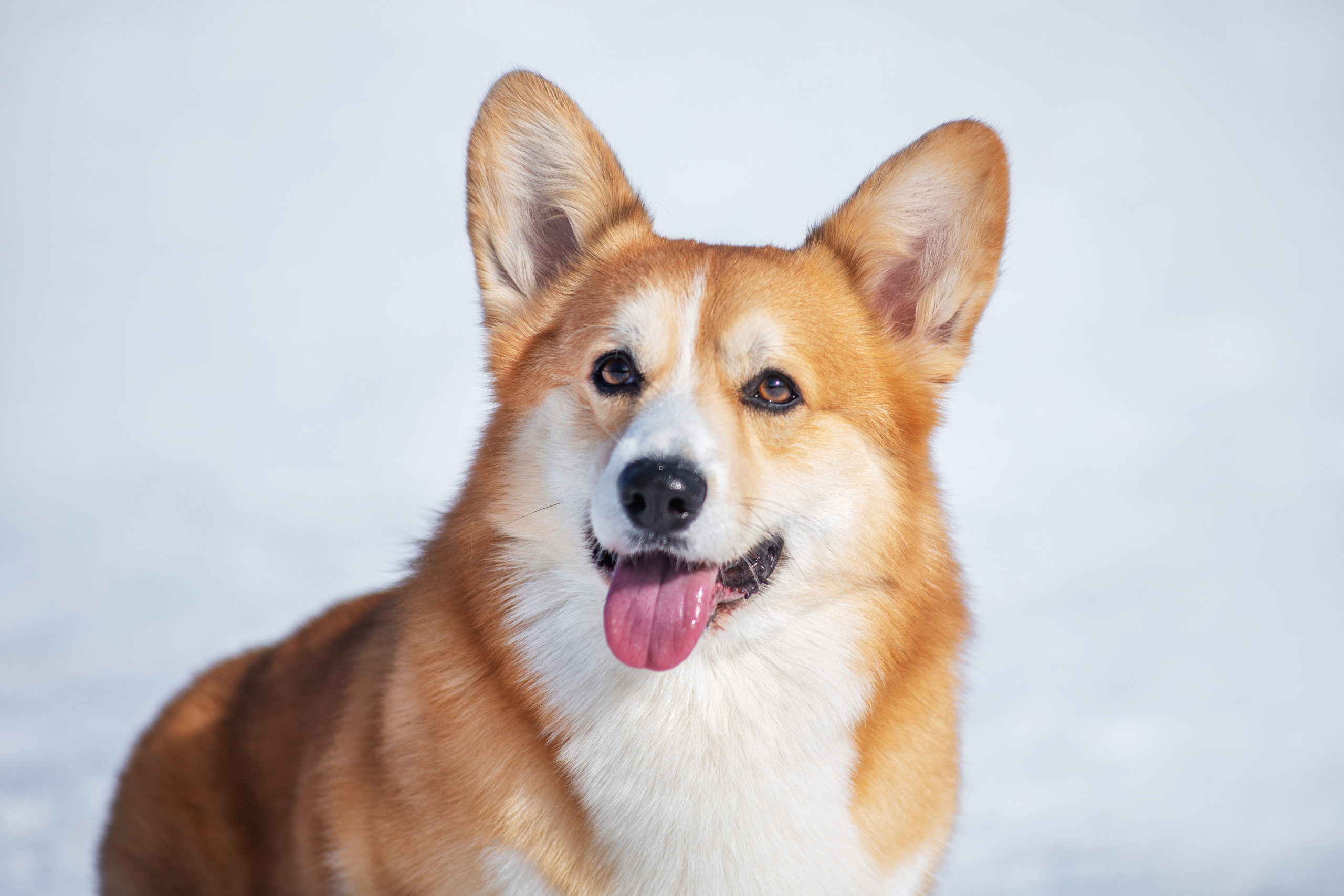 Коржик. Дог-фотограф в Тюмени Александра Королева