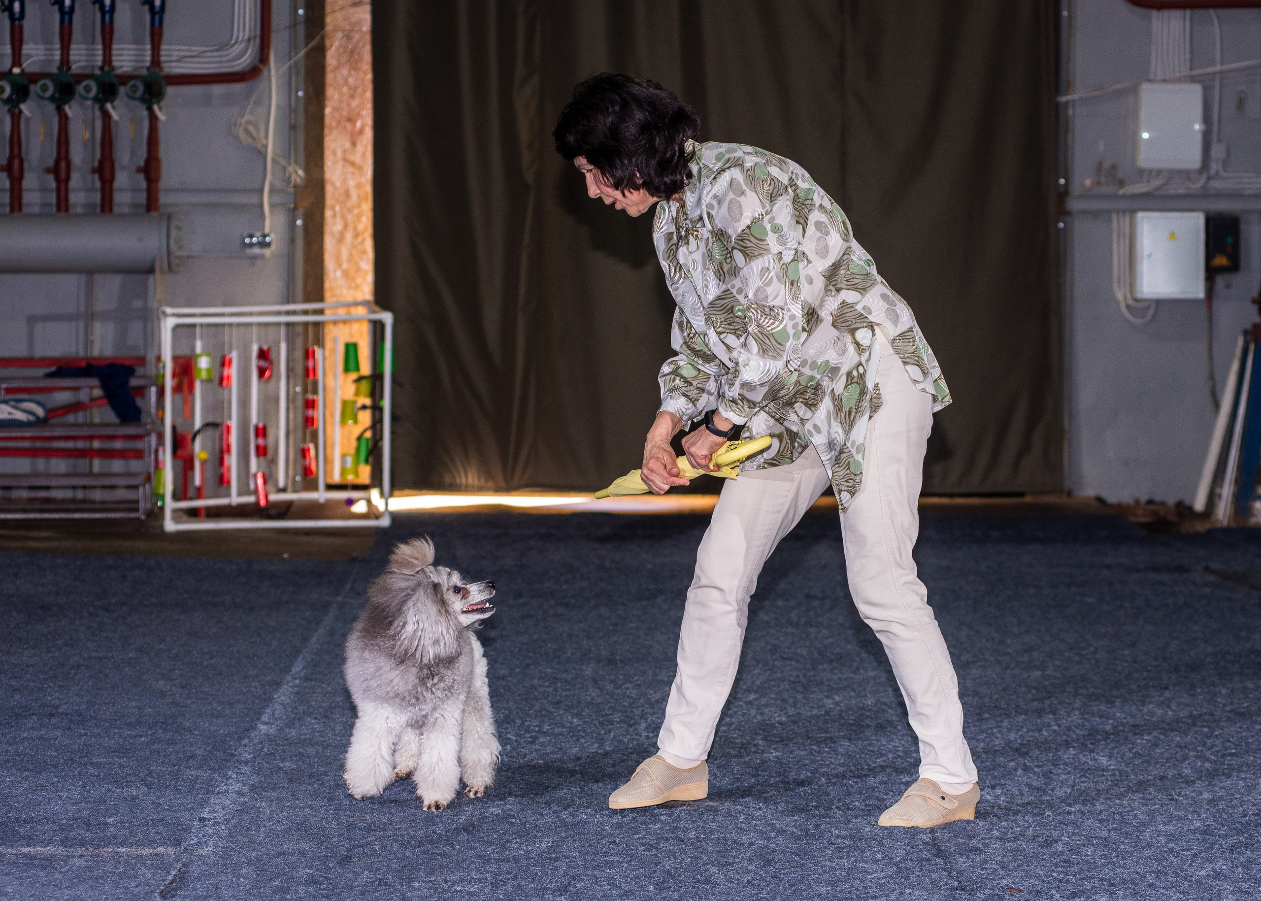 Танцы с собаками!. Дог-фотограф в Тюмени Александра Королева