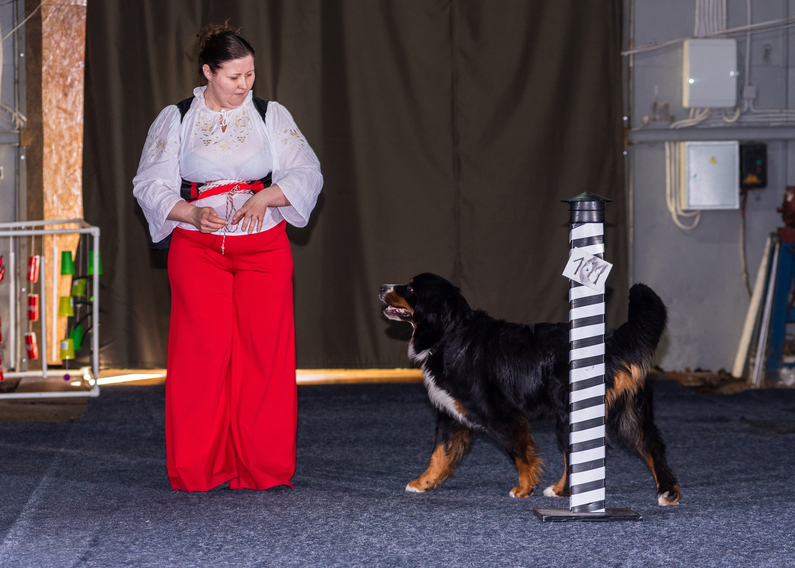 Танцы с собаками!. Дог-фотограф в Тюмени Александра Королева