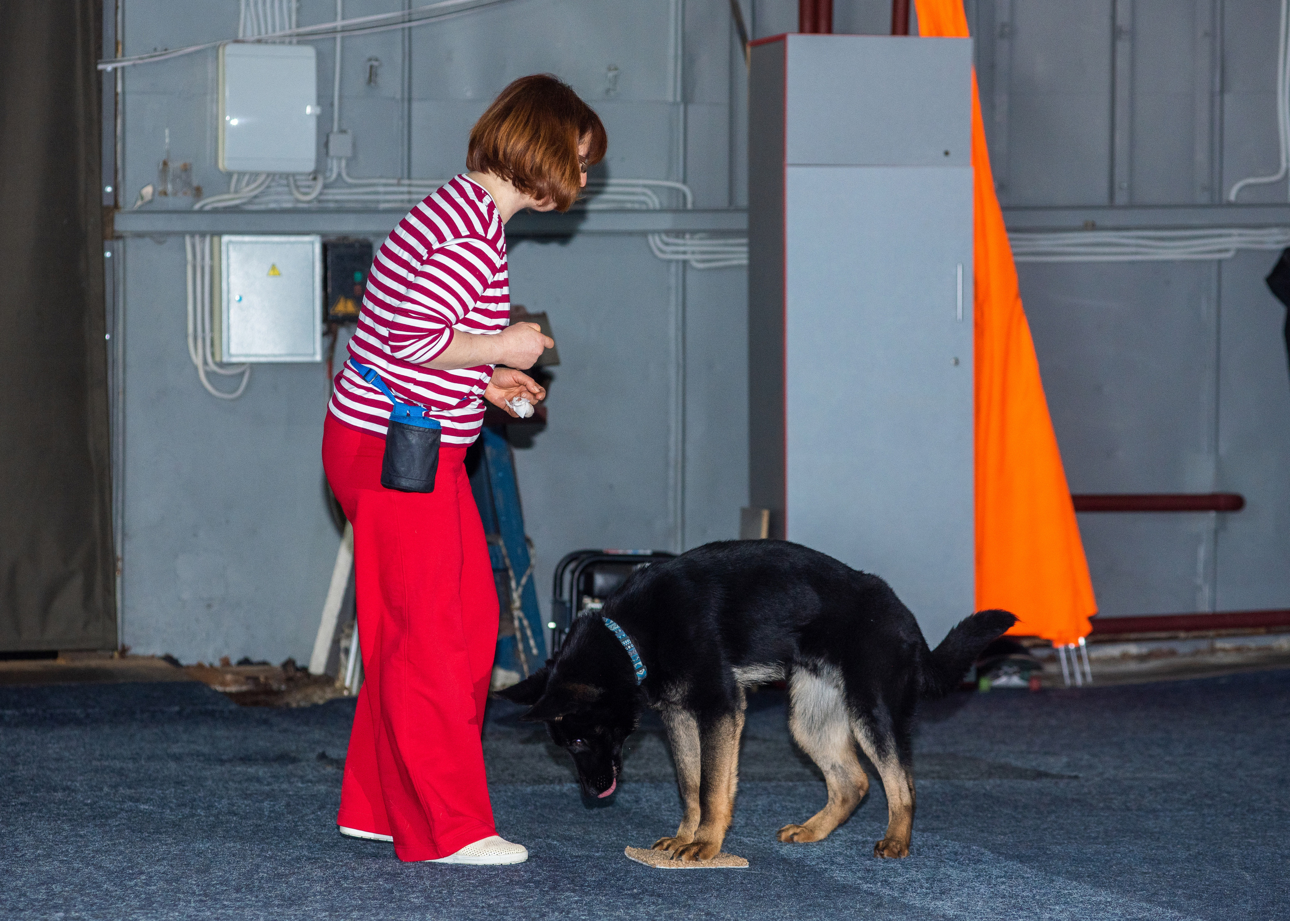 Танцы с собаками!. Дог-фотограф в Тюмени Александра Королева