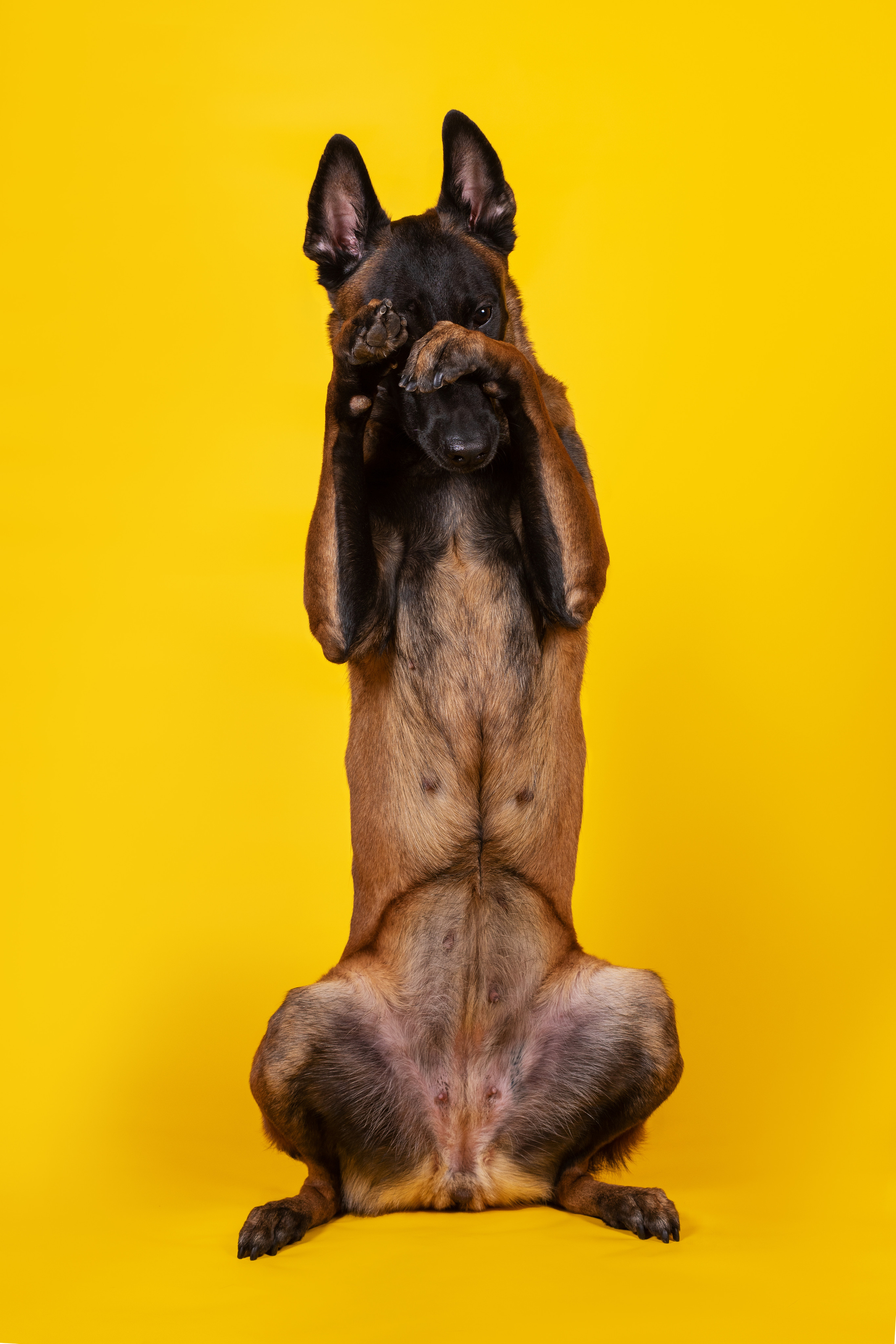 Модная малинуа. Дог-фотограф в Тюмени Александра Королева