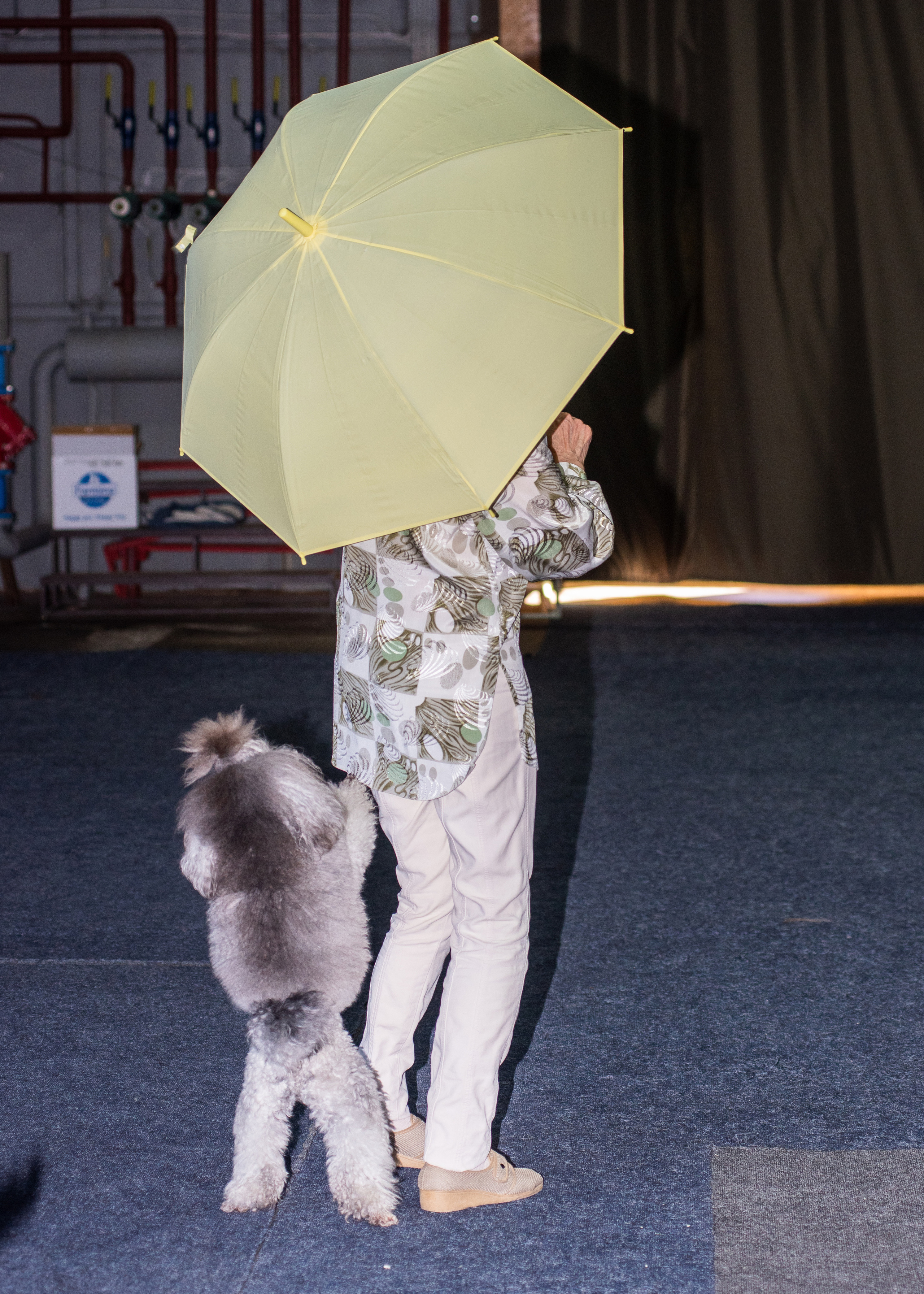 Танцы с собаками!. Дог-фотограф в Тюмени Александра Королева