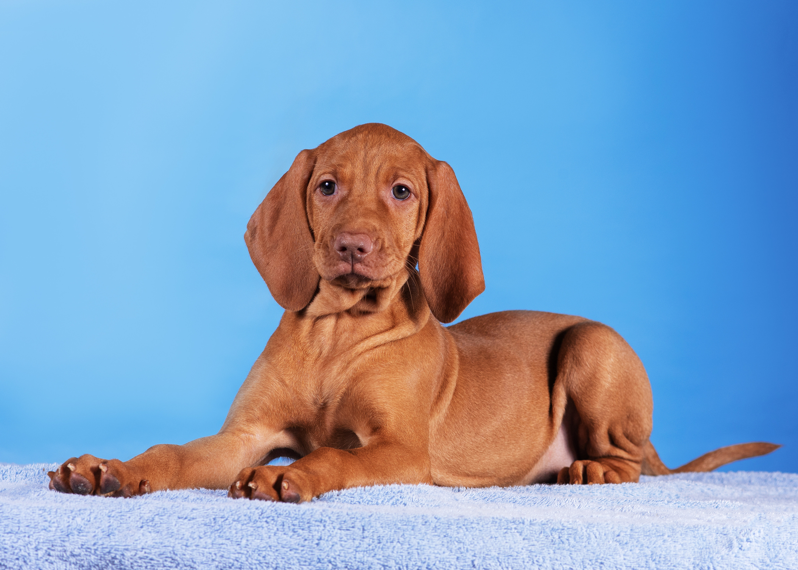 Выжлята. Дог-фотограф в Тюмени Александра Королева