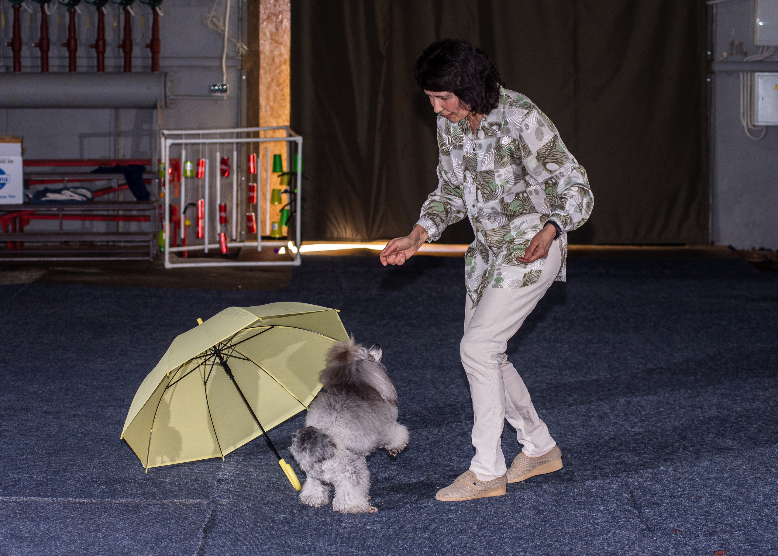 Танцы с собаками!. Дог-фотограф в Тюмени Александра Королева