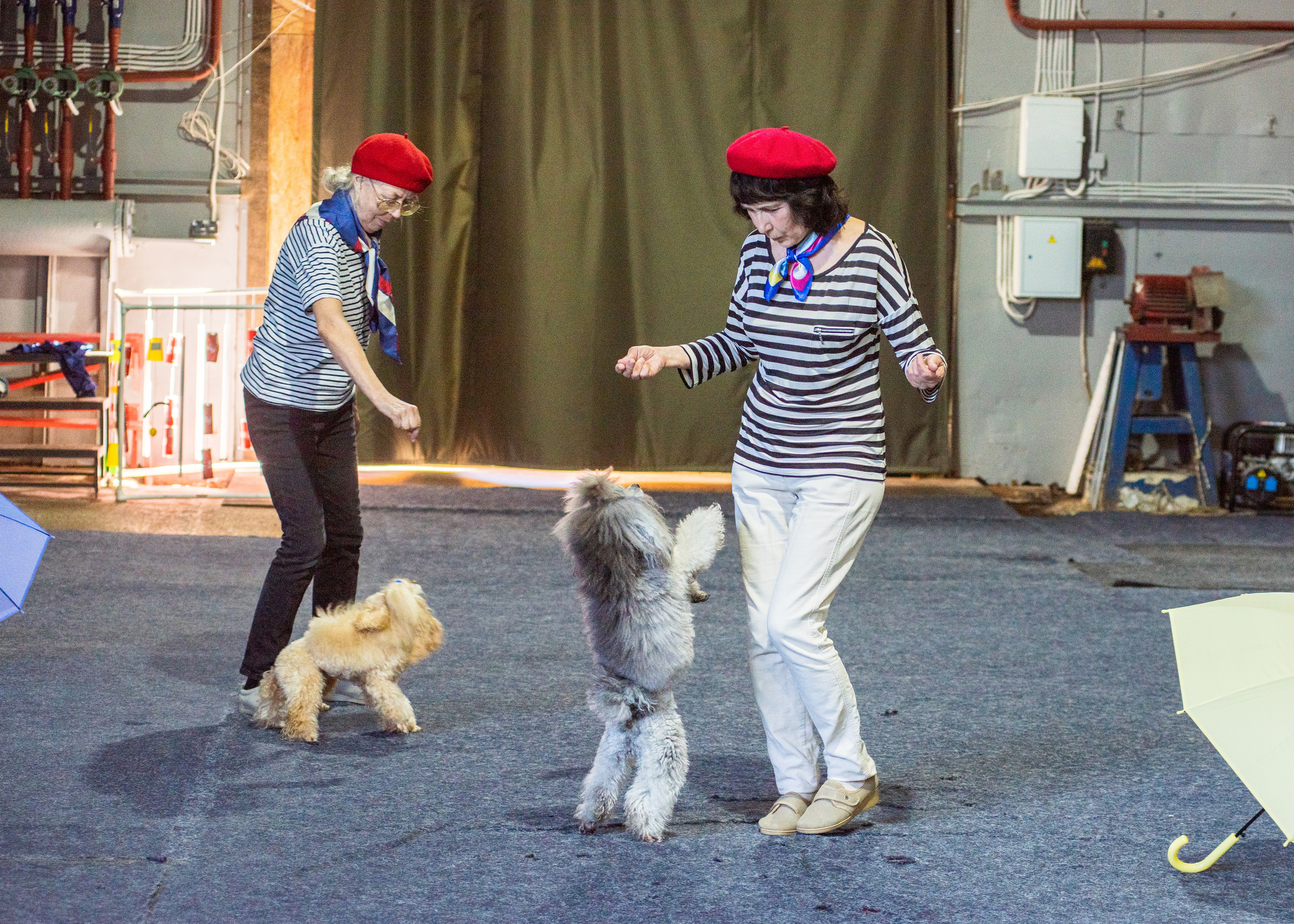 Танцы с собаками!. Дог-фотограф в Тюмени Александра Королева