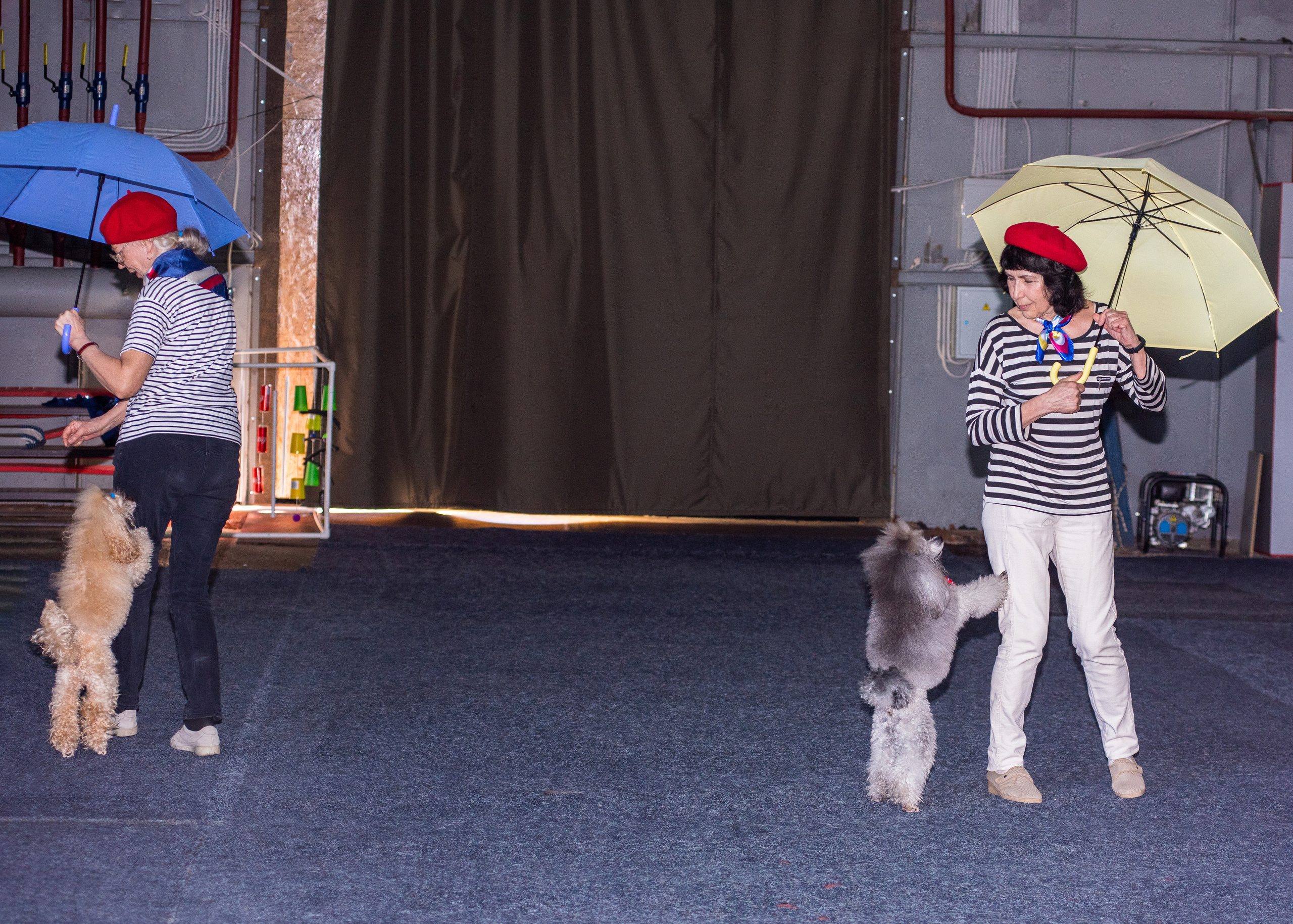 Танцы с собаками!. Дог-фотограф в Тюмени Александра Королева