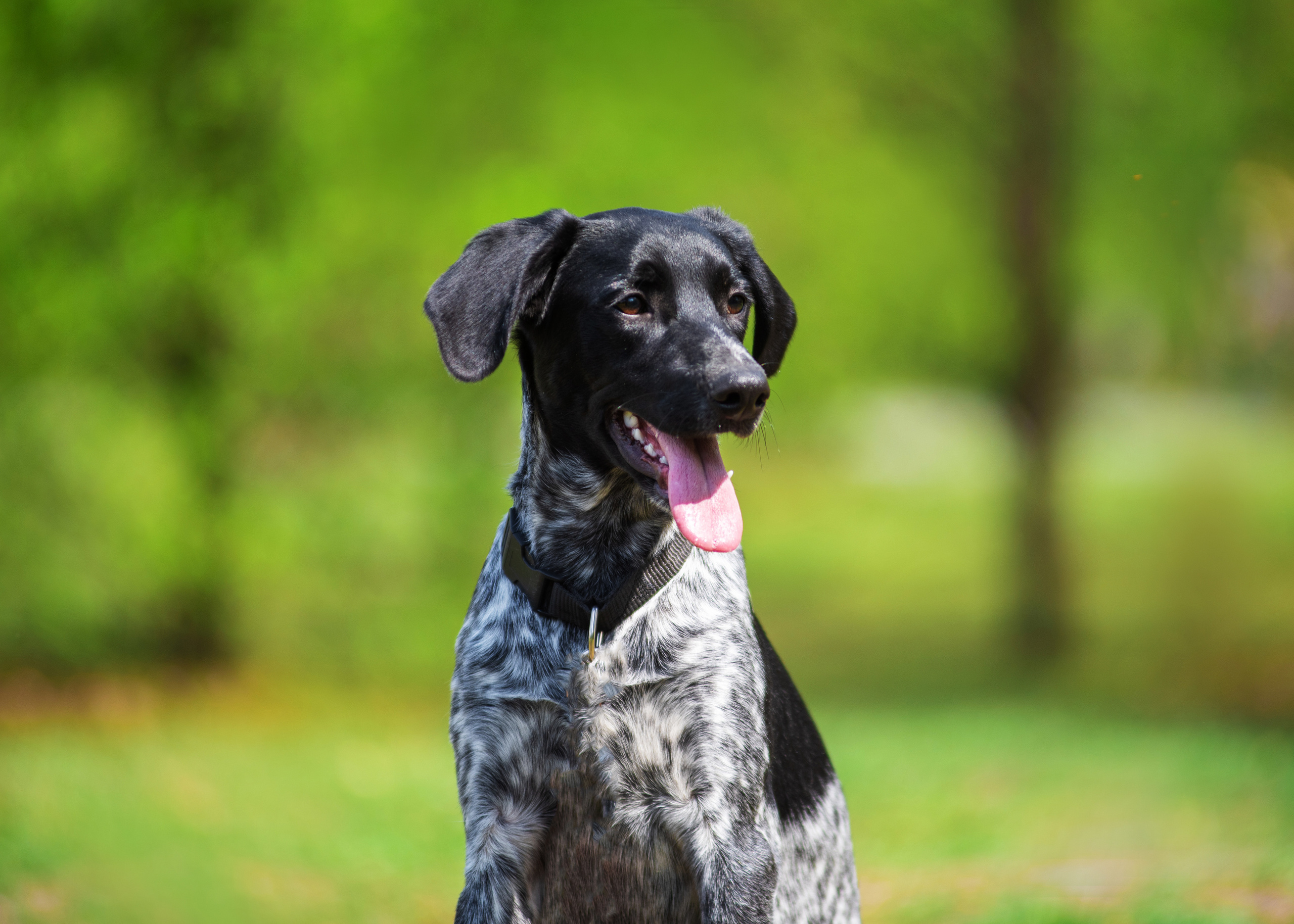Летние пятнистые весельчаки). Дог-фотограф в Тюмени Александра Королева