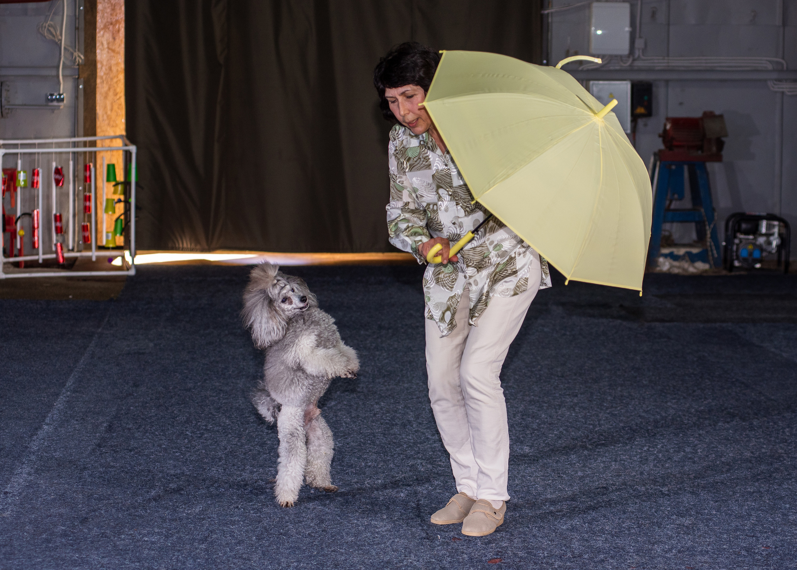 Танцы с собаками!. Дог-фотограф в Тюмени Александра Королева