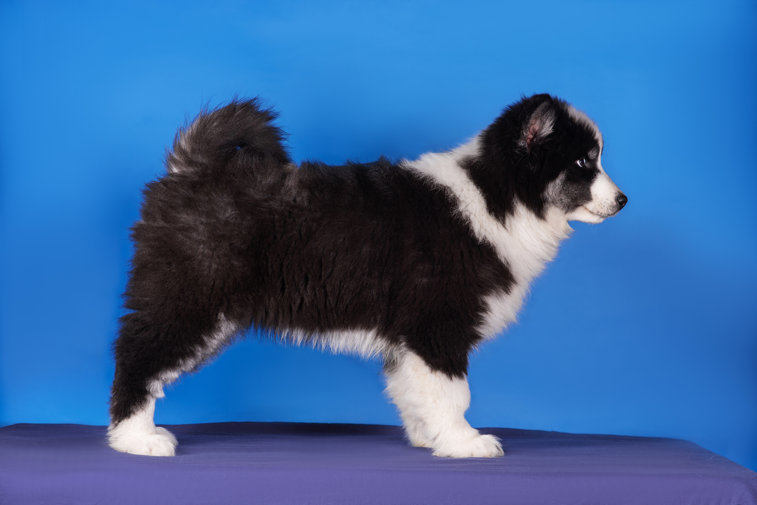 Якутята. Дог-фотограф в Тюмени Александра Королева