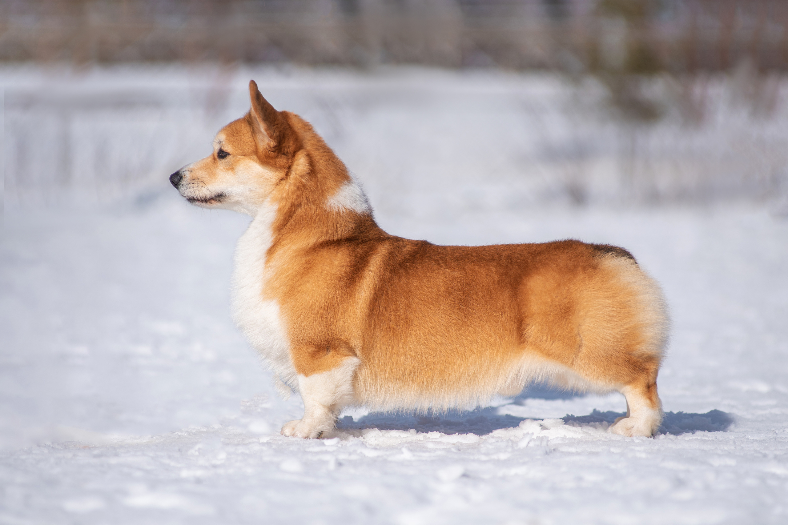 Коржик. Дог-фотограф в Тюмени Александра Королева