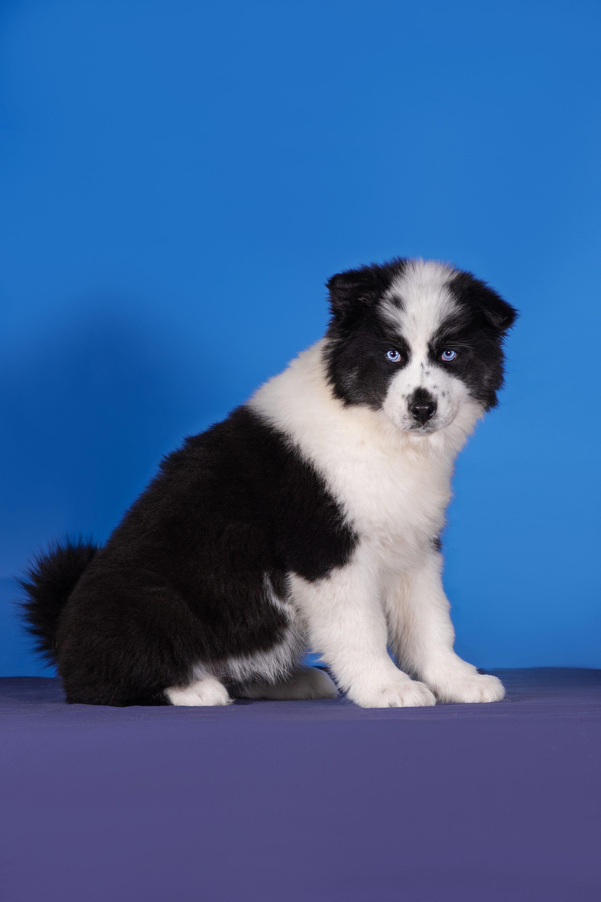 Якутята. Дог-фотограф в Тюмени Александра Королева