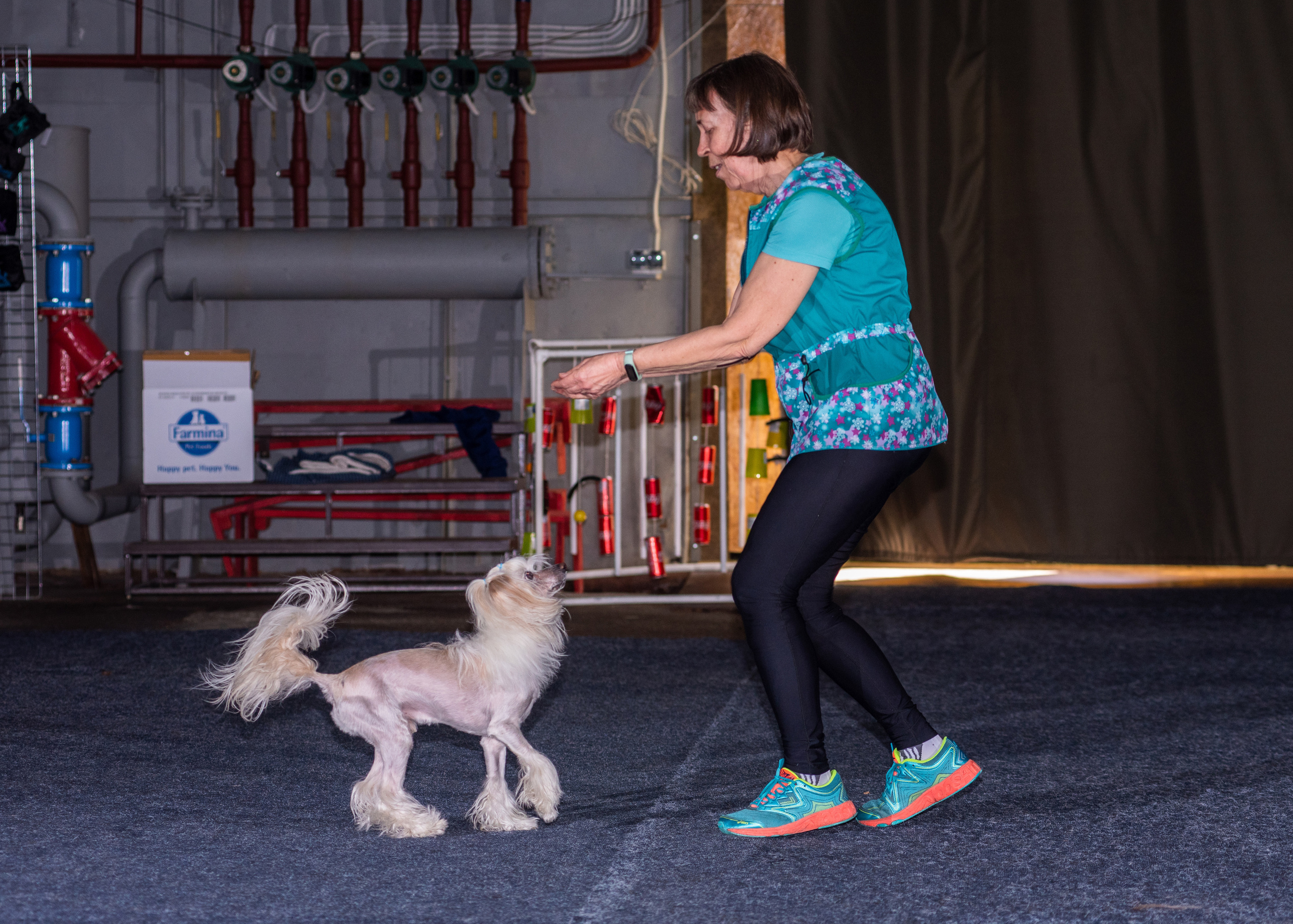 Танцы с собаками!. Дог-фотограф в Тюмени Александра Королева