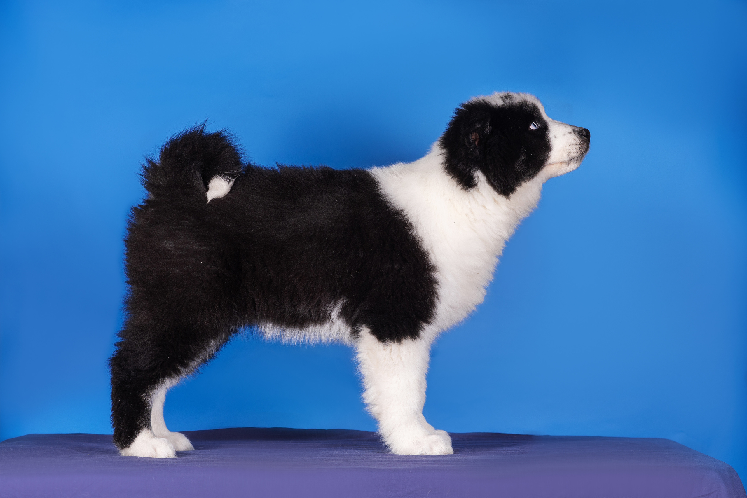 Якутята. Дог-фотограф в Тюмени Александра Королева