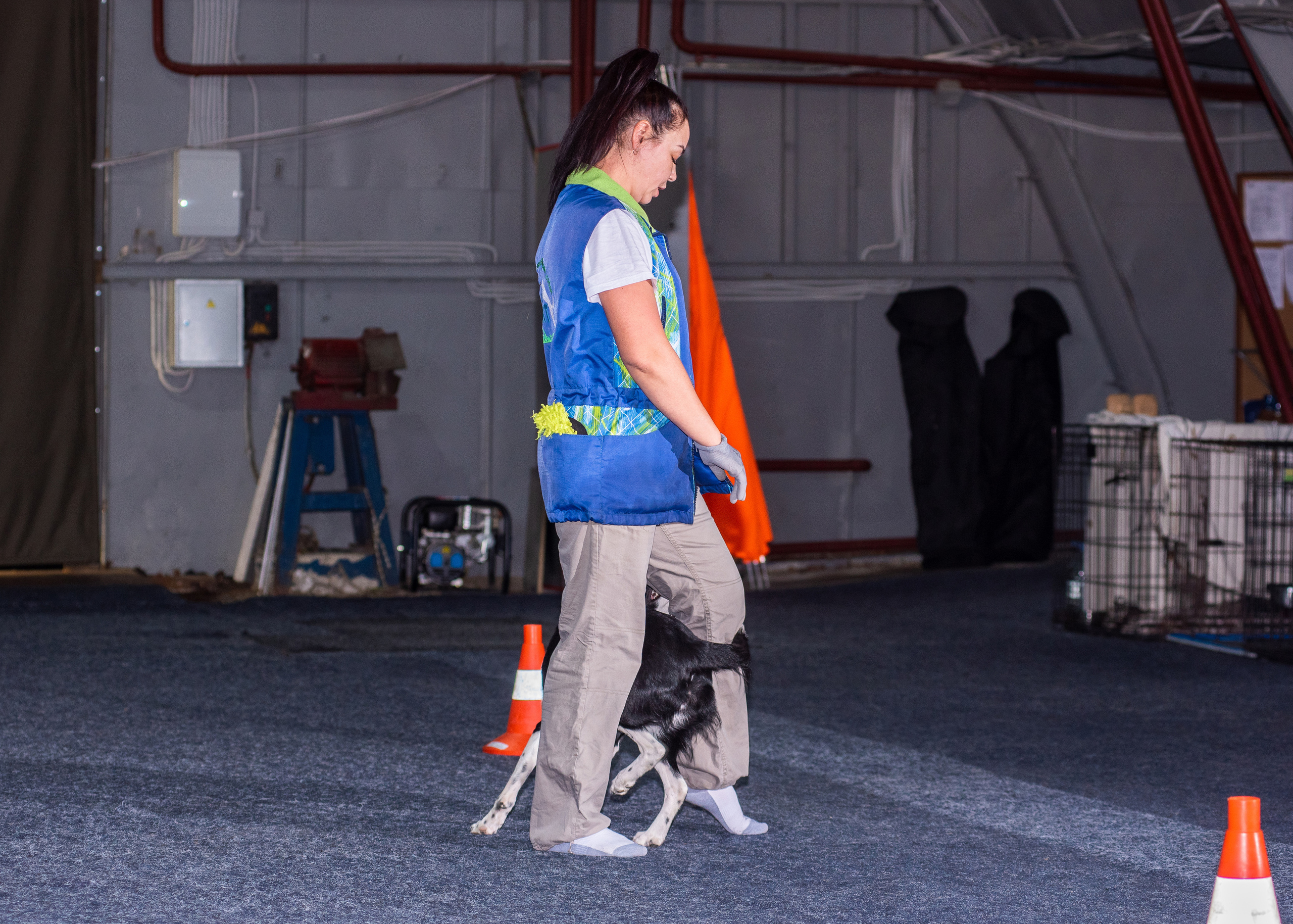 Танцы с собаками!. Дог-фотограф в Тюмени Александра Королева