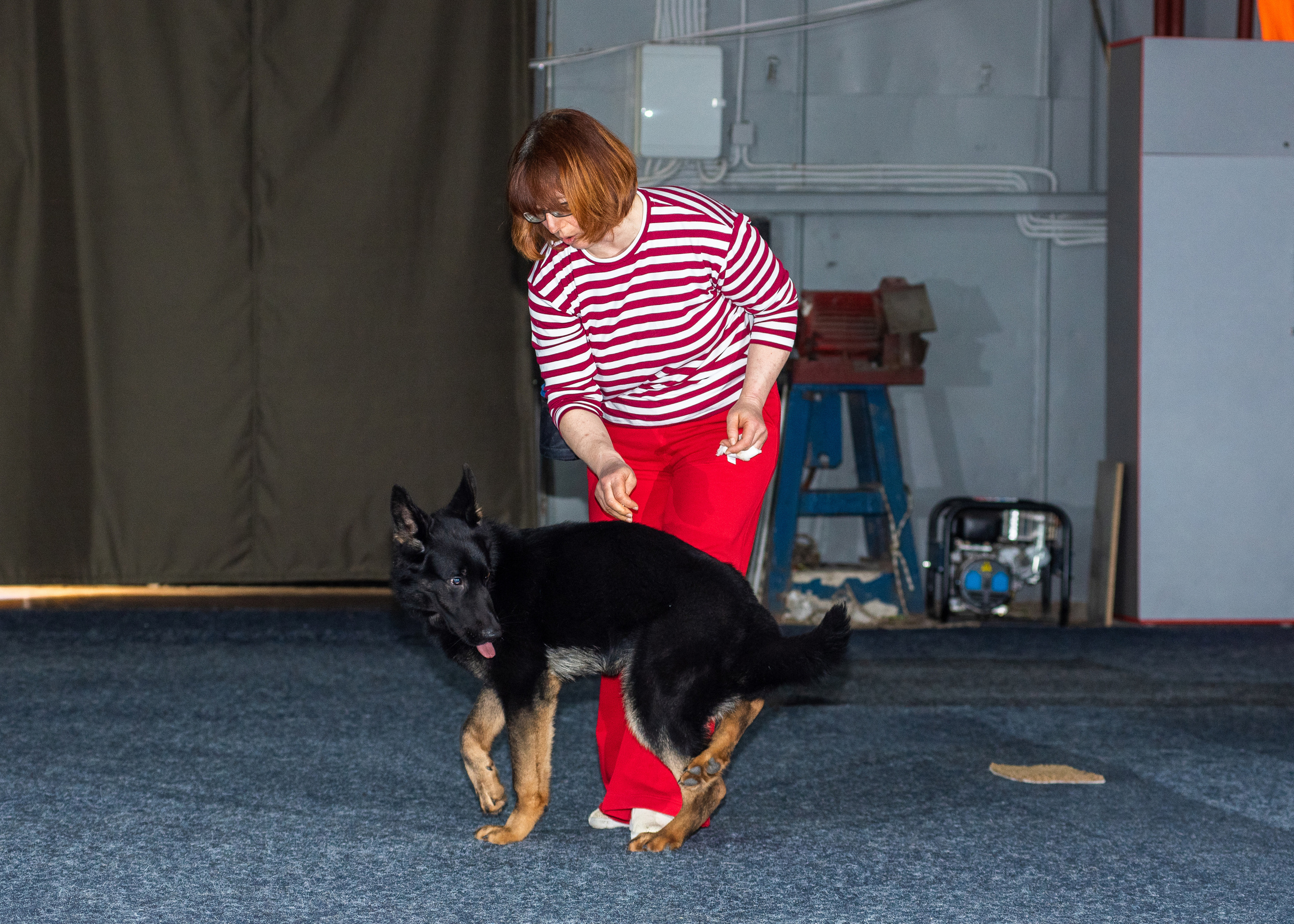 Танцы с собаками!. Дог-фотограф в Тюмени Александра Королева