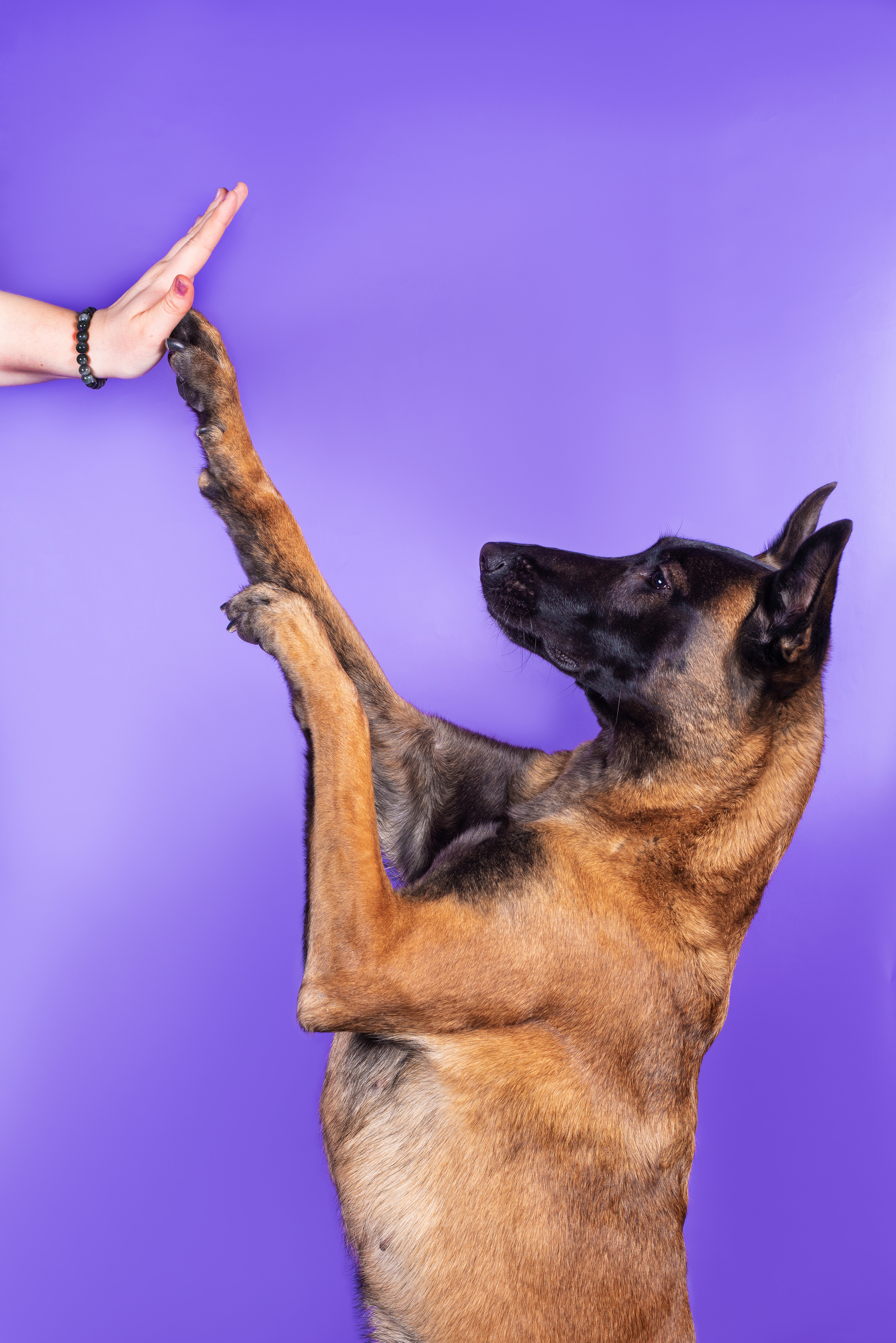 Модная малинуа. Дог-фотограф в Тюмени Александра Королева