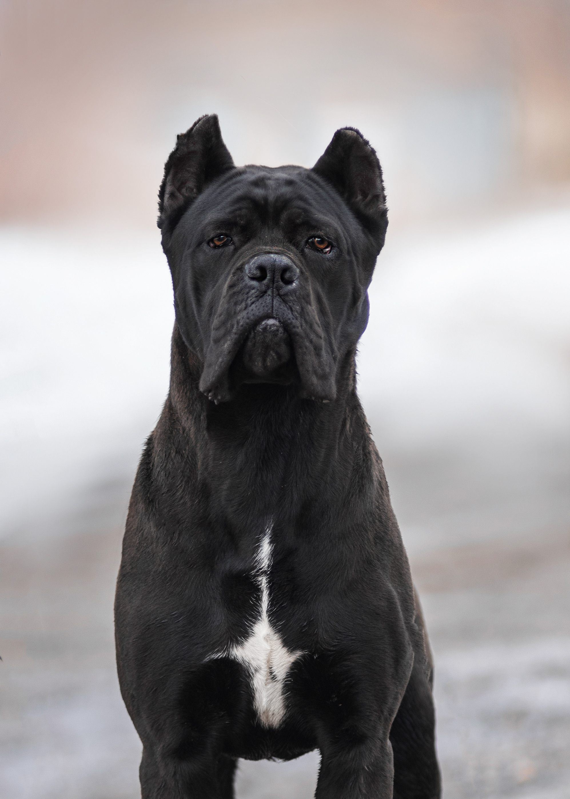 Кане корсо. Дог-фотограф в Тюмени Александра Королева