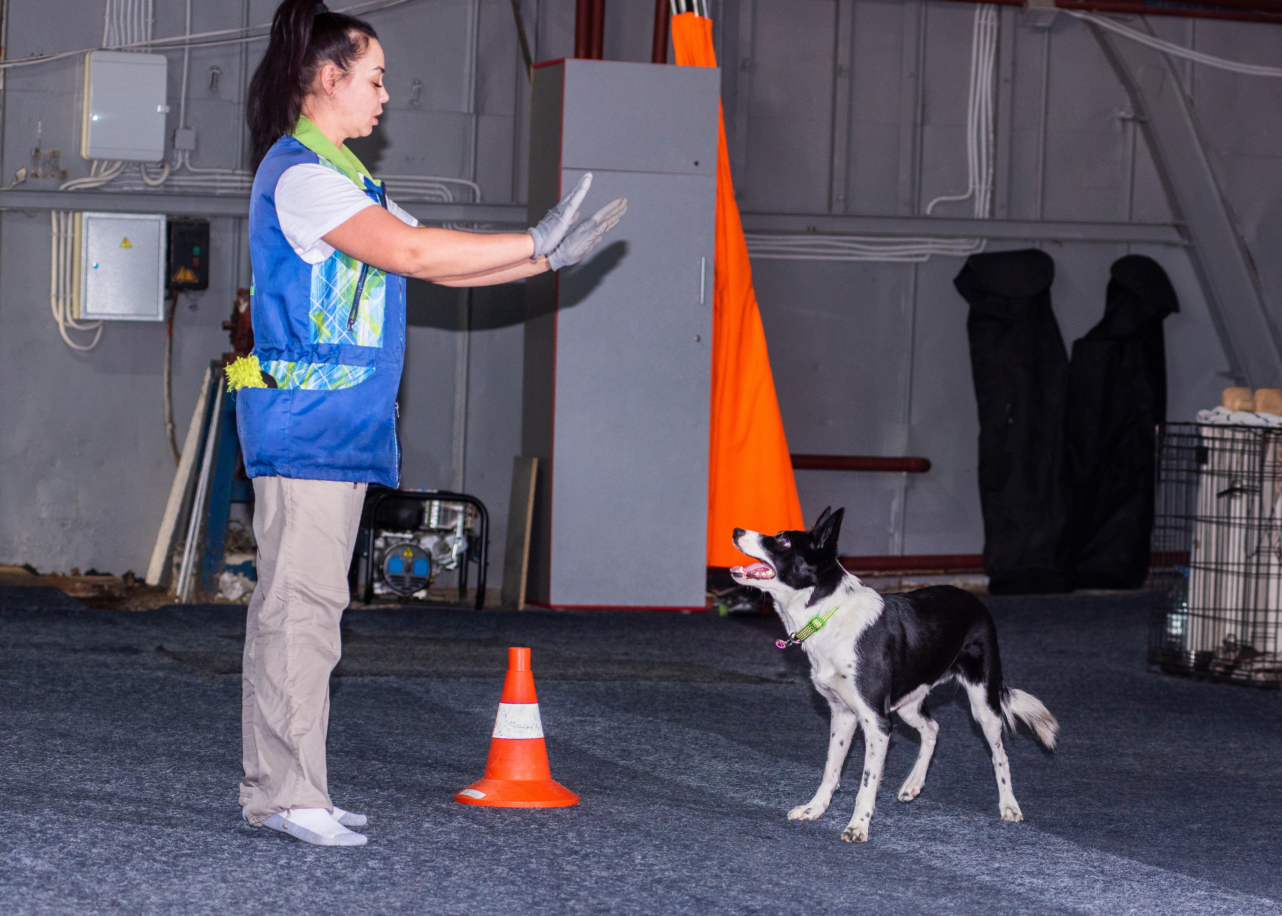 Танцы с собаками!. Дог-фотограф в Тюмени Александра Королева