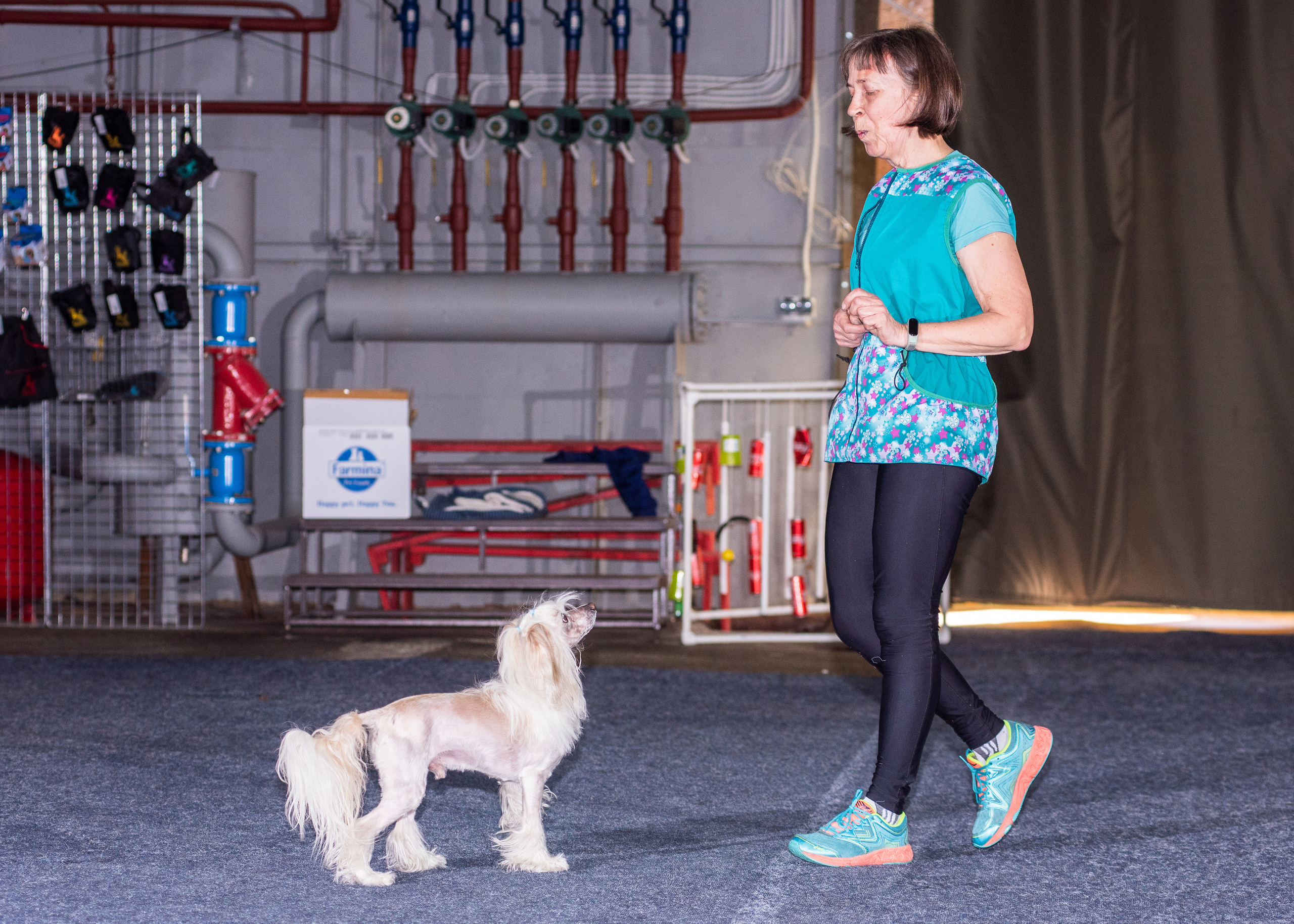 Танцы с собаками!. Дог-фотограф в Тюмени Александра Королева