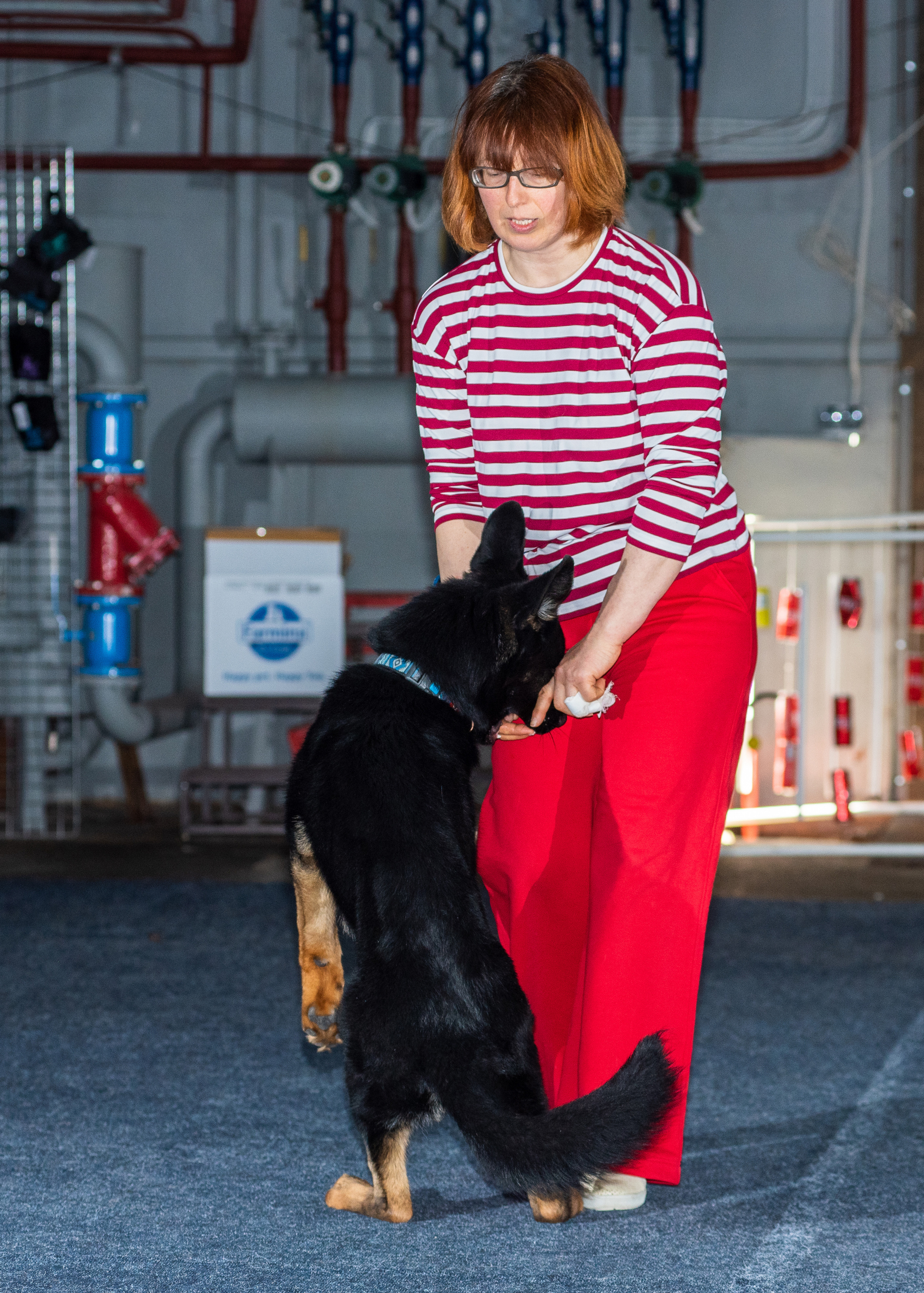 Танцы с собаками!. Дог-фотограф в Тюмени Александра Королева