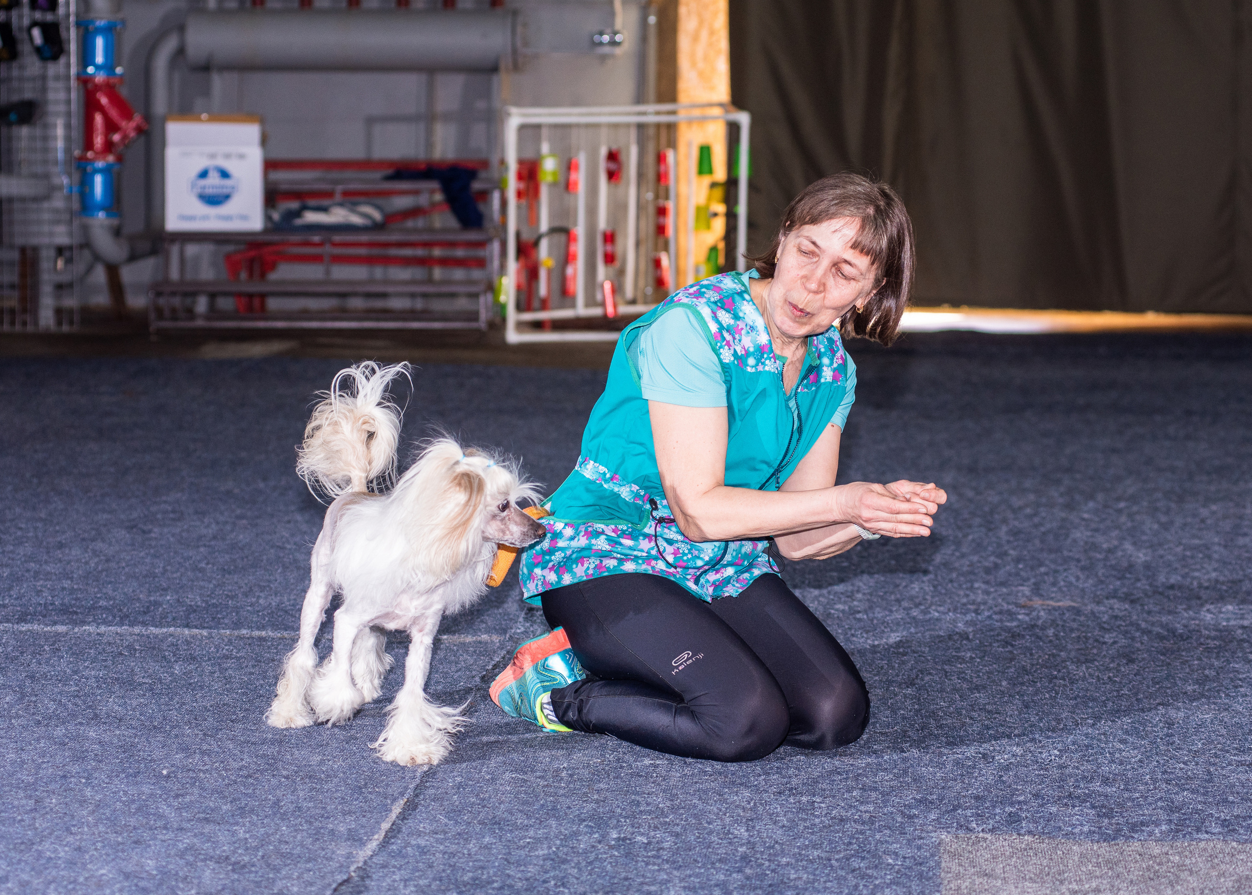Танцы с собаками!. Дог-фотограф в Тюмени Александра Королева